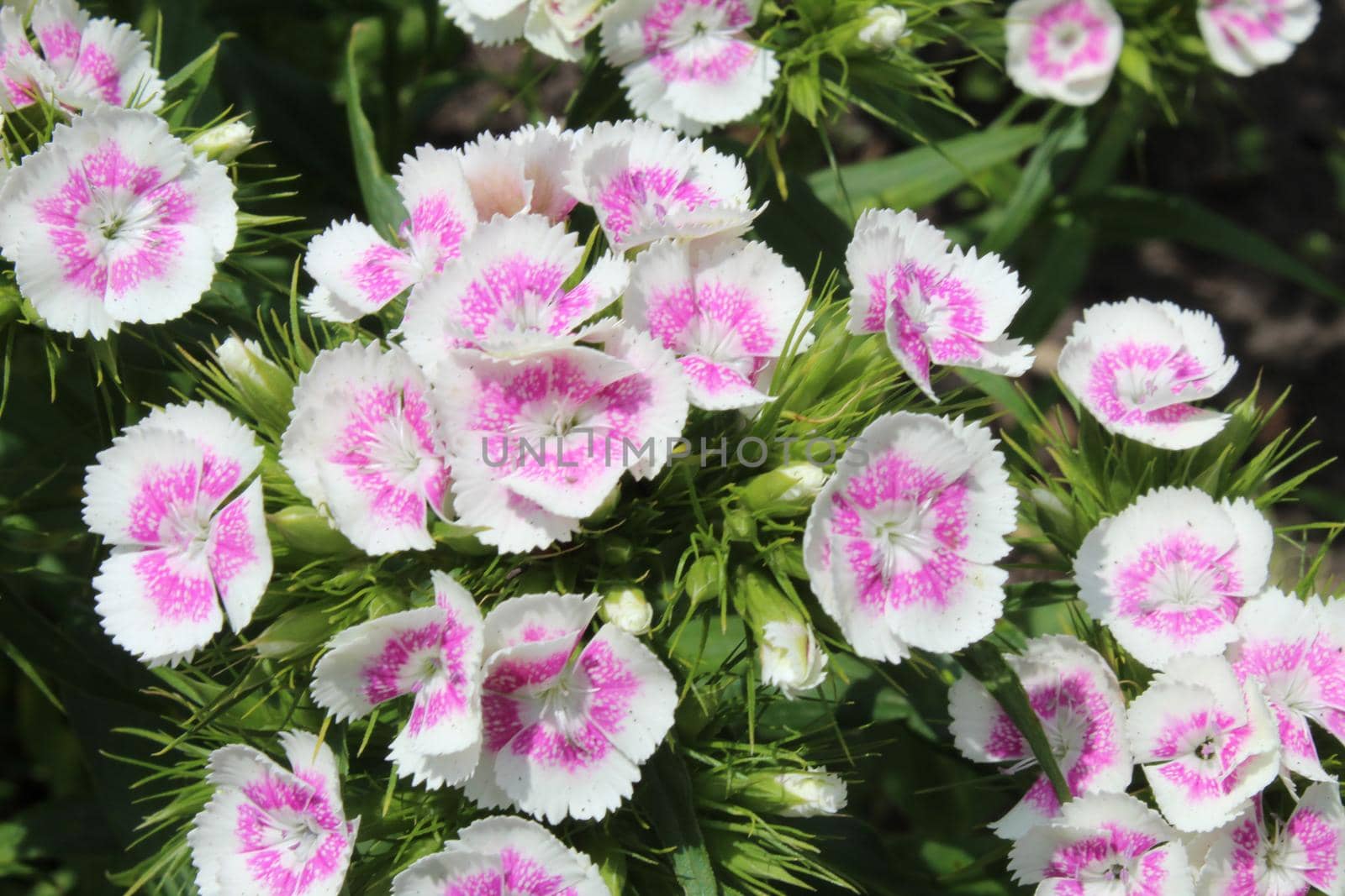 Chinese astra phlox red burgundy with a light white middle. Spring flowers, flowering on a green background.