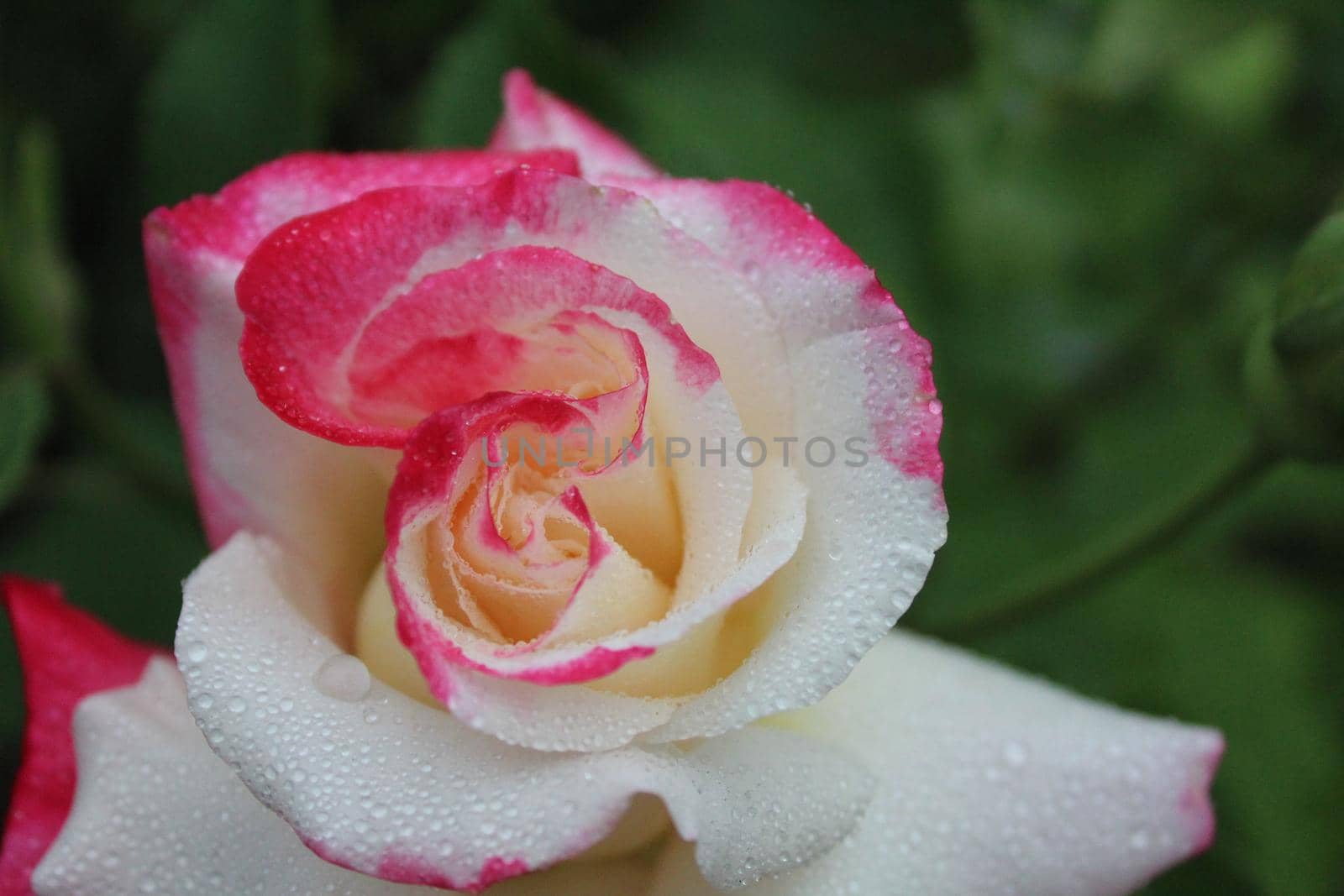 white pink two-set rose close-up. Growing rose flowers. horticulture. hobby.