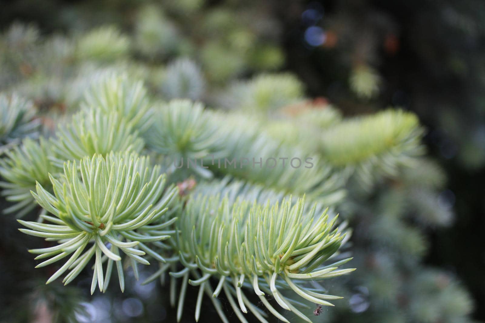 natural helen background spruce Christmas tree branches close up. New Year. Christmas. Winter background.