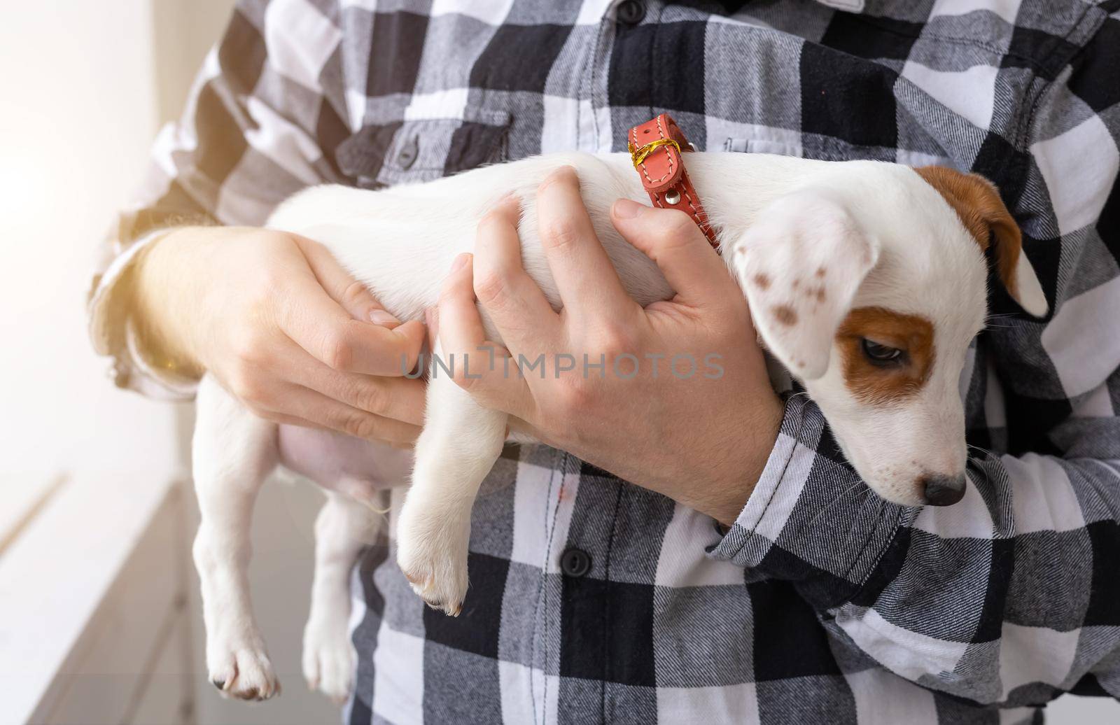 people, pets and animals concept - close up of young man holding jack russell terrier puppy on white background by Satura86