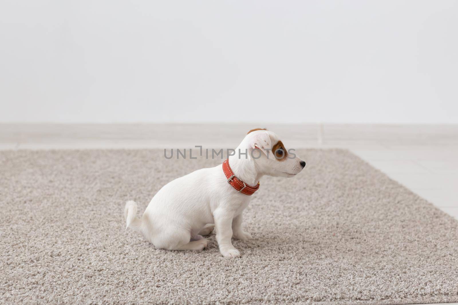 pets, animals and domestic concept - little russell puppy sitting on a carpet in living room by Satura86