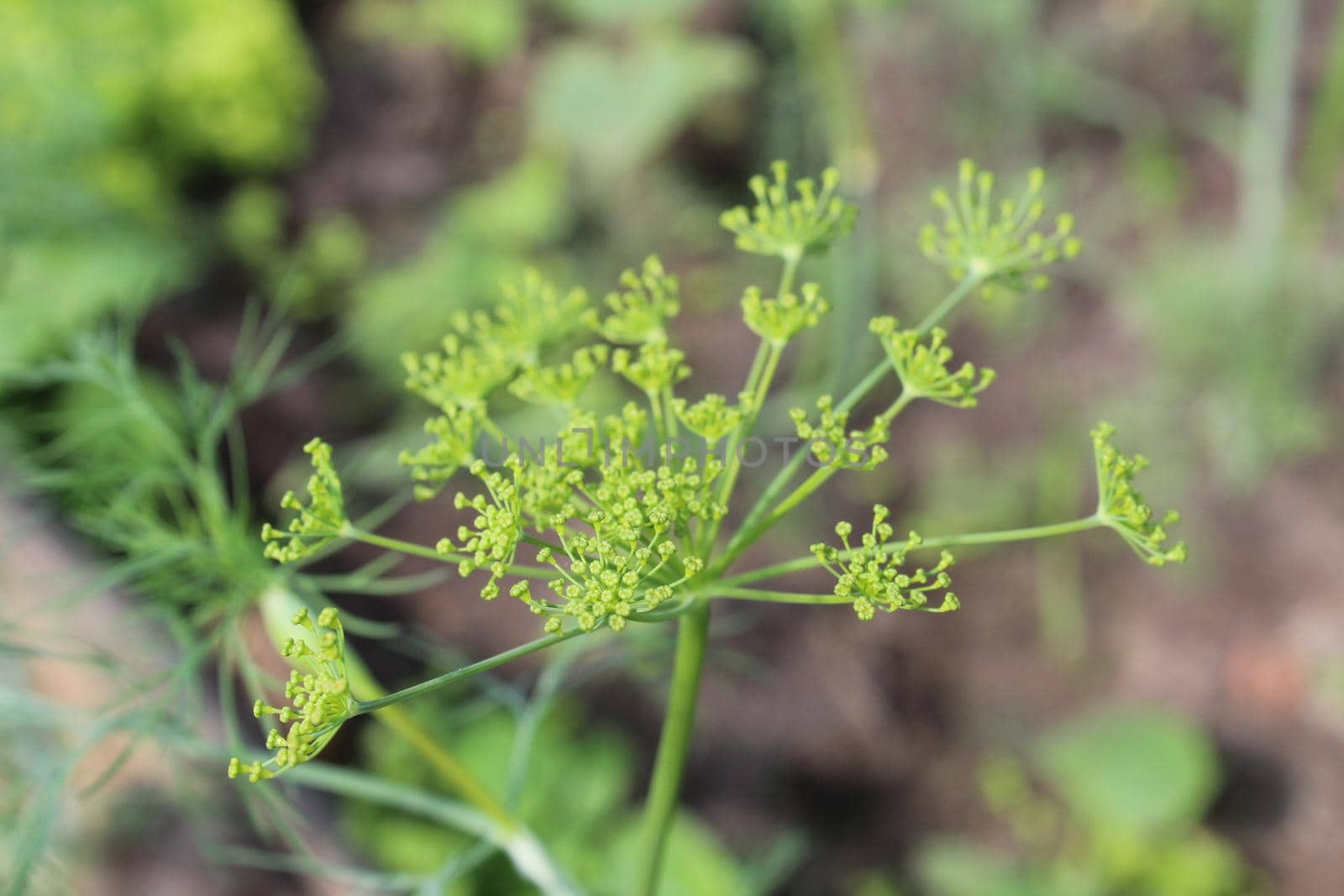 dill flowers close-up. The flowering of greenery. summer. Growing the eeleme of vitamins vegetables by Shoba
