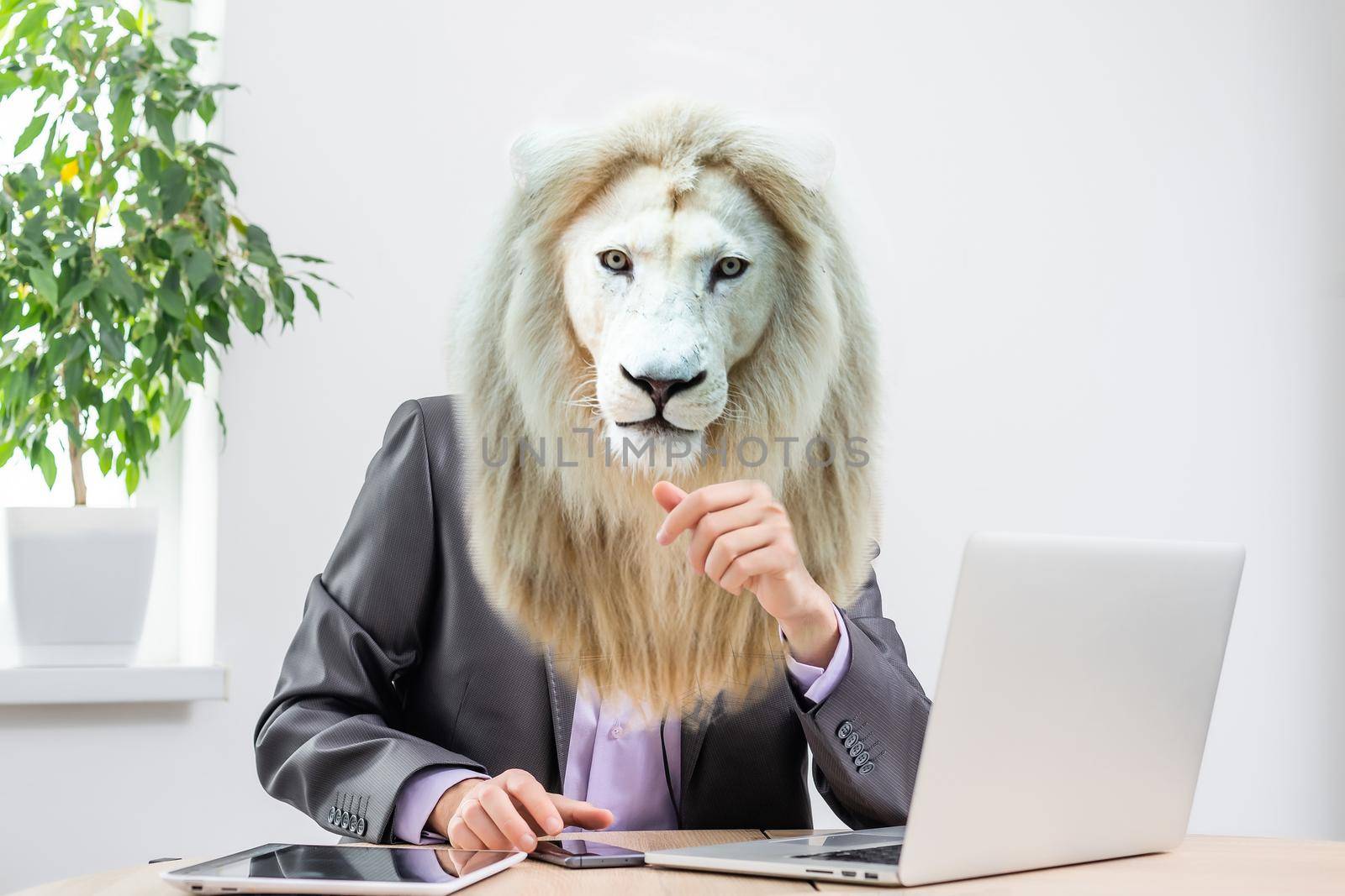 Businessman with head of lion on white background.