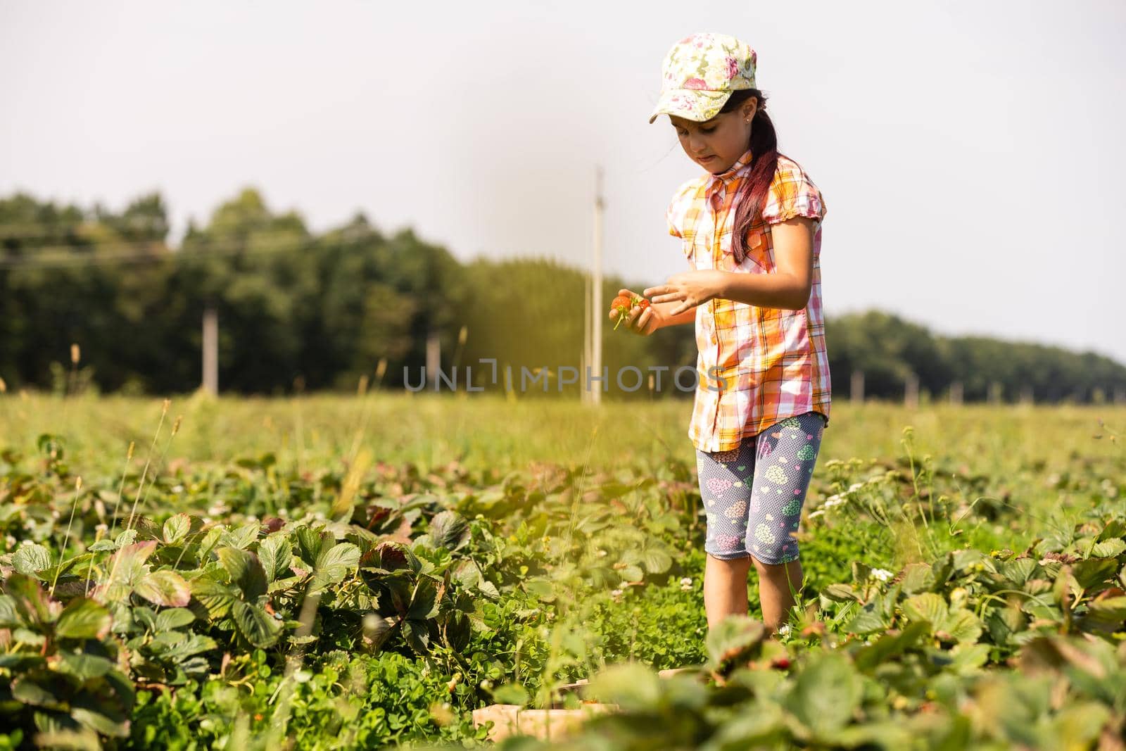 little girl picking strawberries in the field