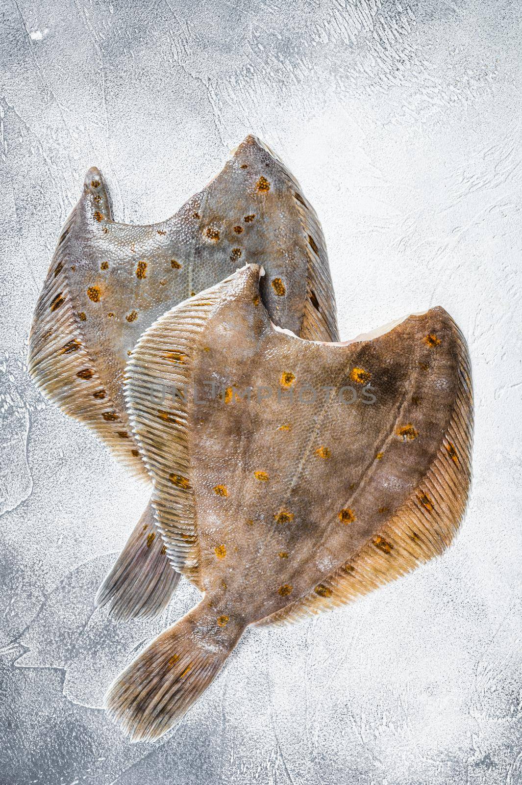 Raw whole flounder flatfish fish on kitchen table. White background. Top view.