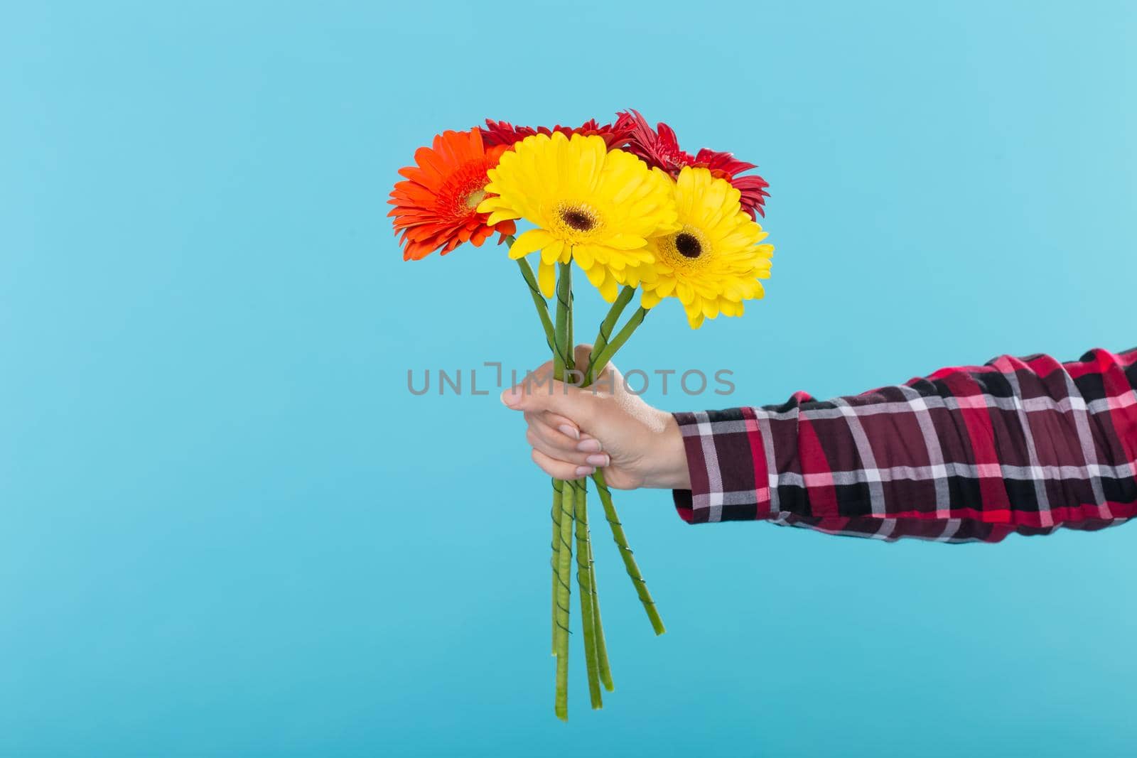 Female hand in a plaid shirt holding a bouquet of yellow red and orange Gerbers on a blue background. Gift concept and greetings. Advertising space. by Satura86
