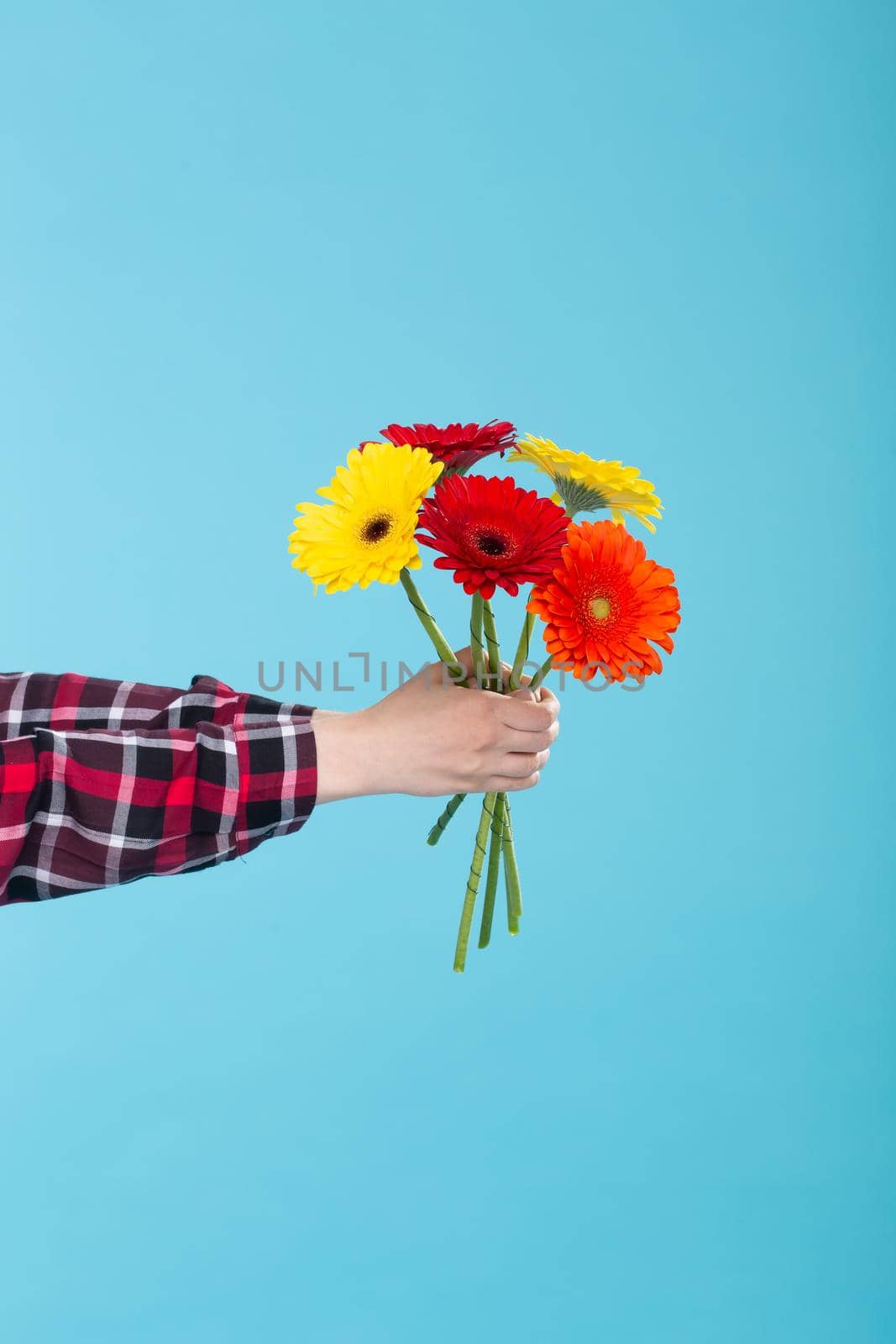 Female hand in a plaid shirt holding a bouquet of yellow red and orange Gerbers on a blue background. Gift concept and greetings. by Satura86