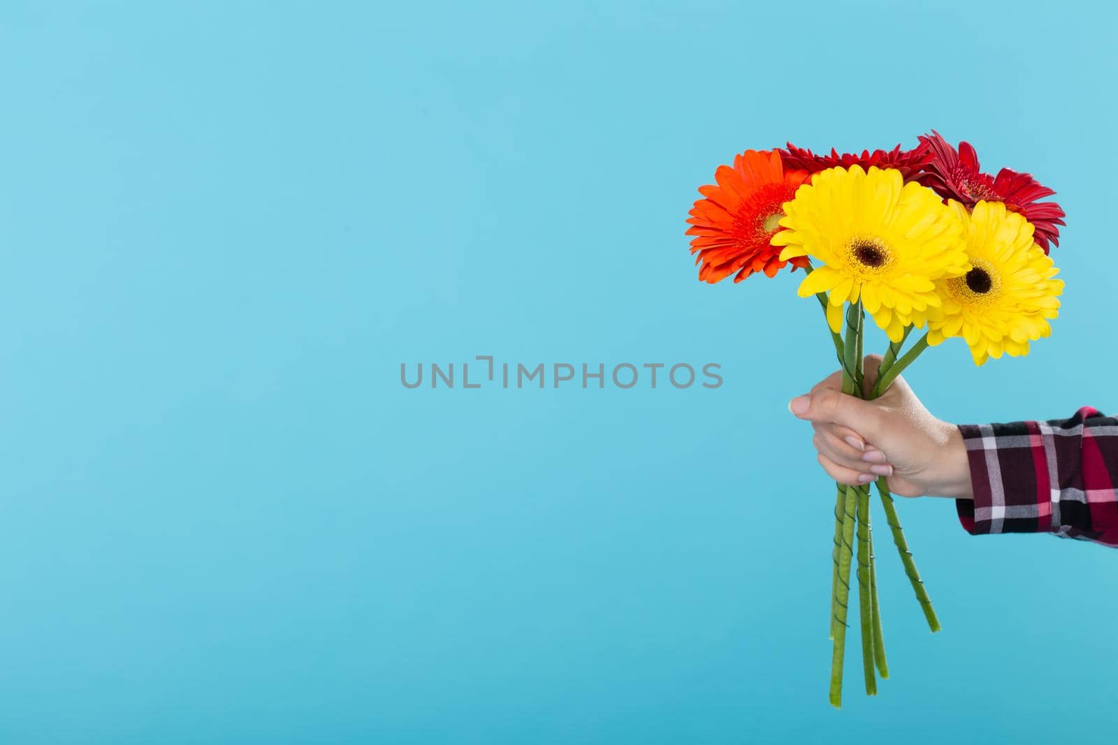 Female hand in a plaid shirt holding a bouquet of yellow red and orange Gerbers on a blue background. Gift concept and greetings. Advertising space. by Satura86