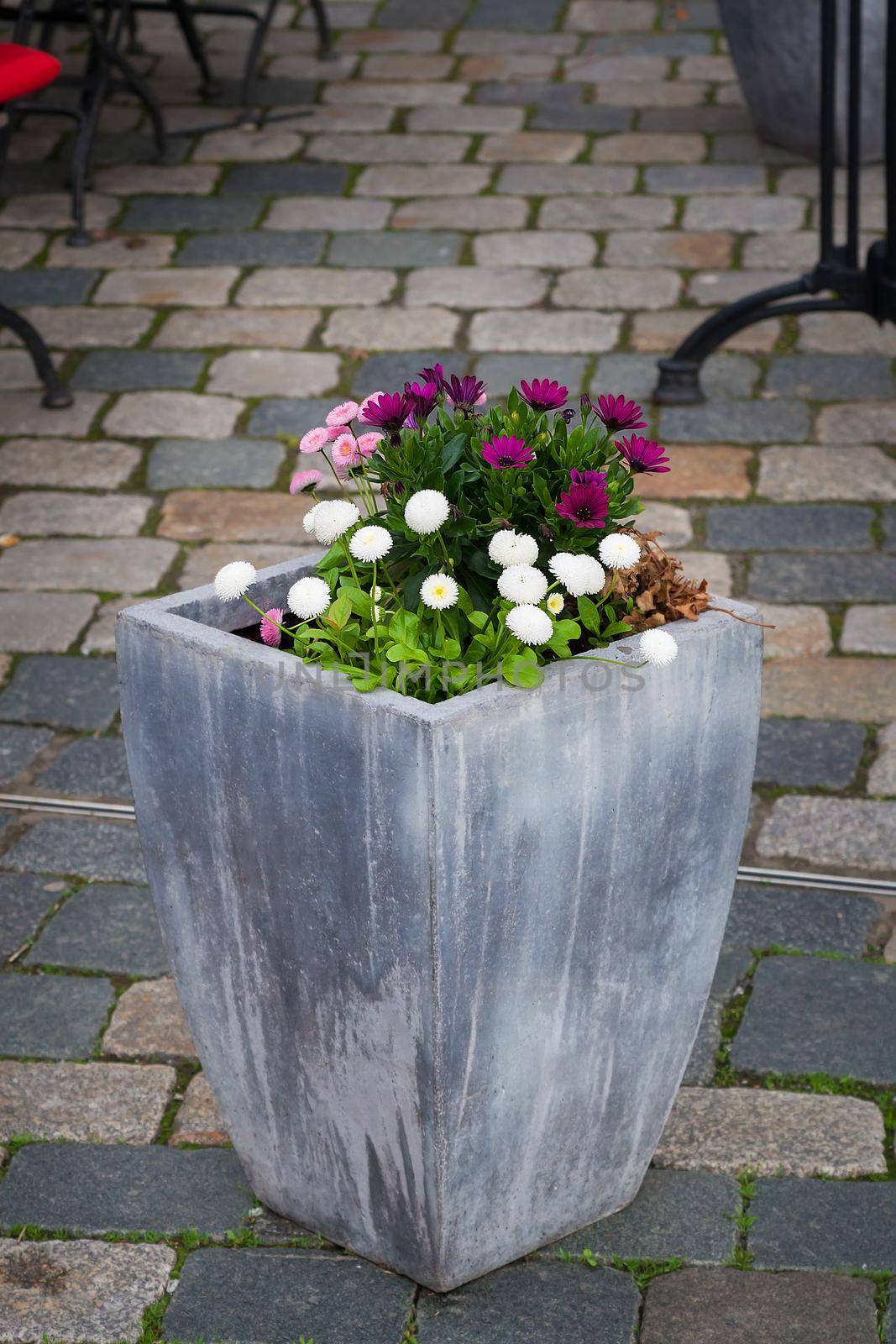 Large pot with plants. Outdoor concrete vase as a flowerbed and street decoration with some flowers.