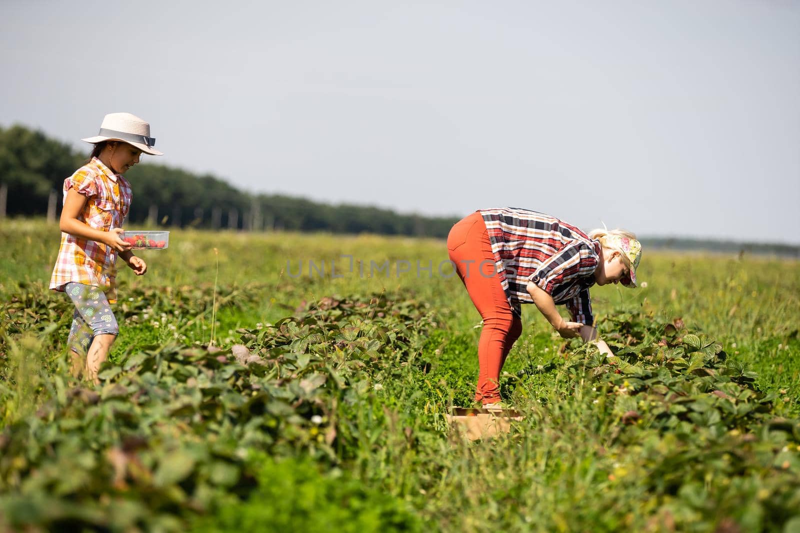 Beautiful young caucasian mother with her daughter pick strawberries in the field
