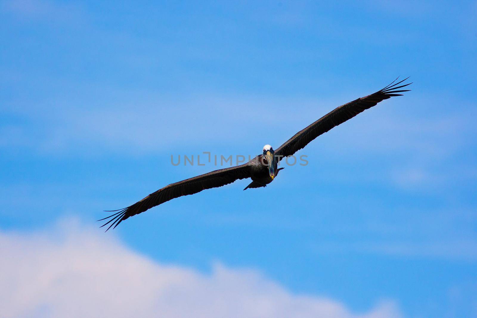 a bird in flight against a blue sky