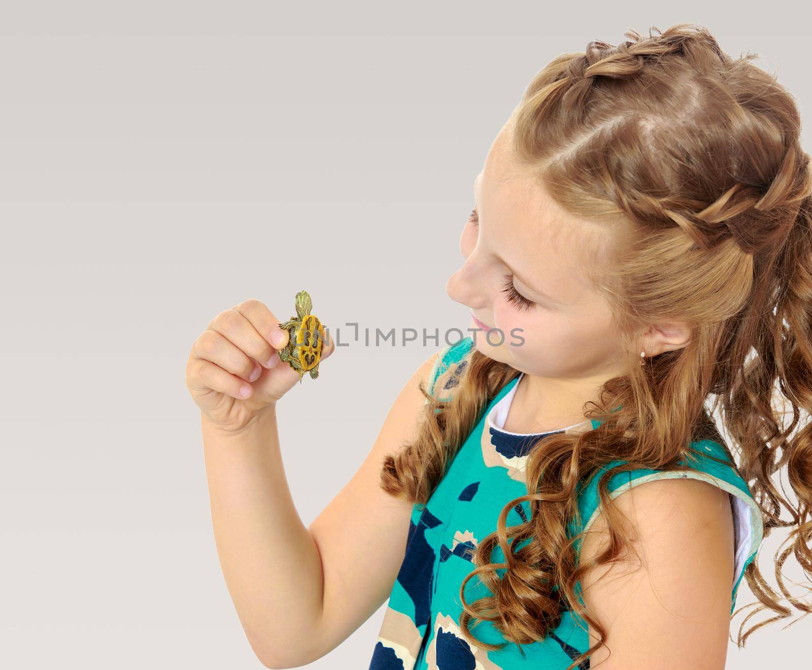 Caucasian little girl holding in hands a small turtle. Close-up.On a gray background.