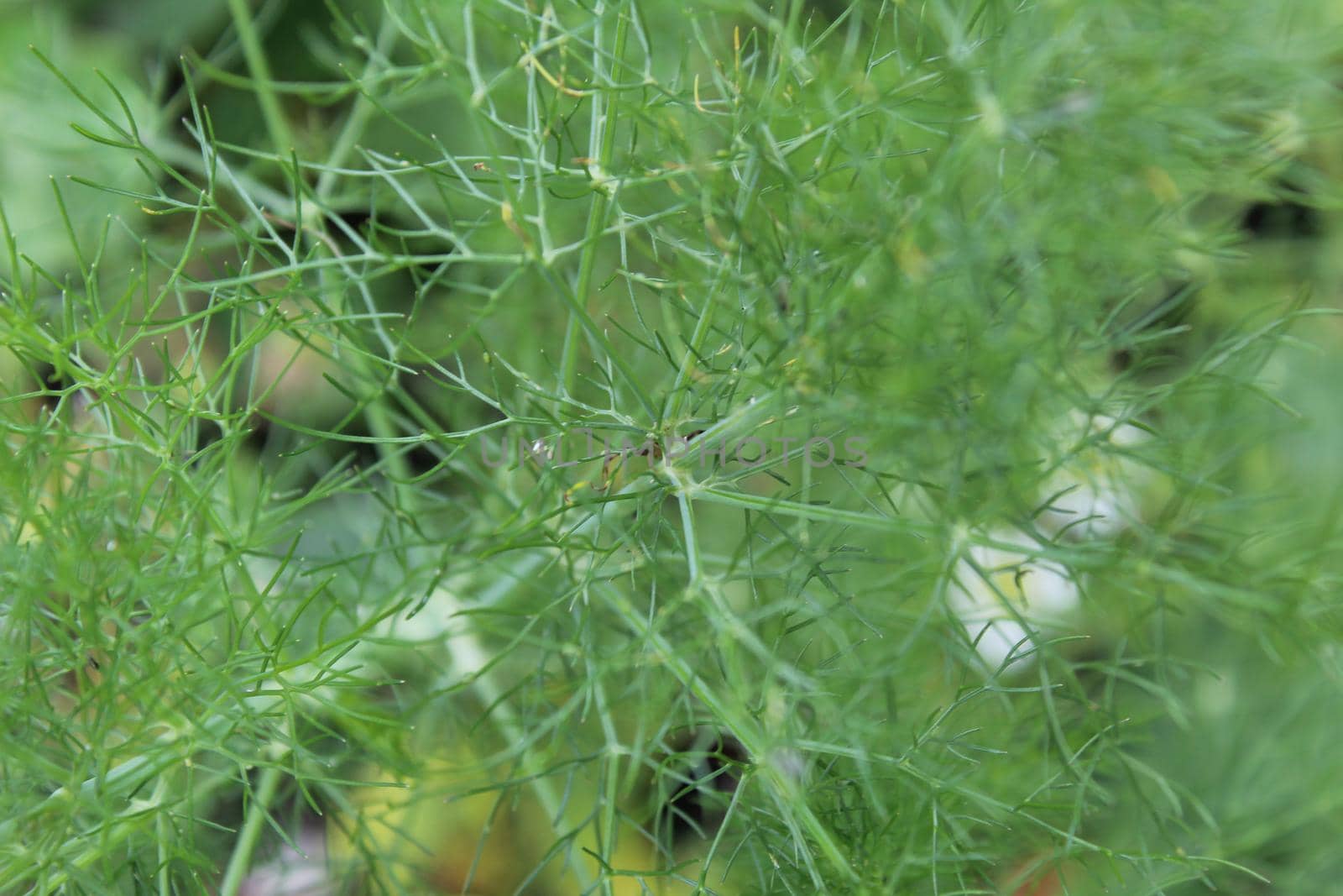 green background thin grass dill close-up bright by Shoba