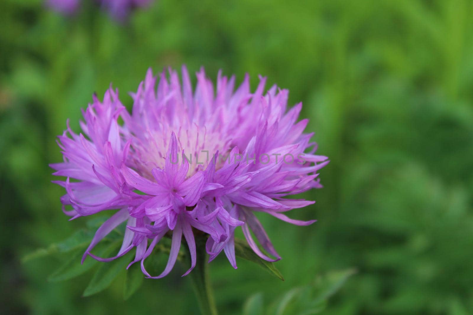 The flower of the asters is lilac-colored against the green grass close-up. View from above Aster bush. Centaurea Dealbata by Shoba