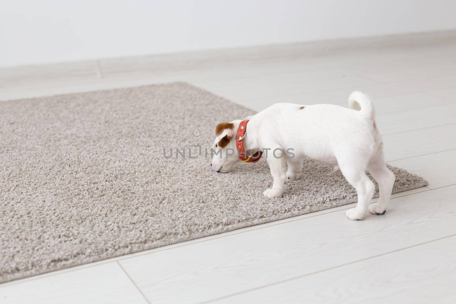 pets, animals and domestic concept - little Jack Russell Terrier puppy playing on a carpet in living room.