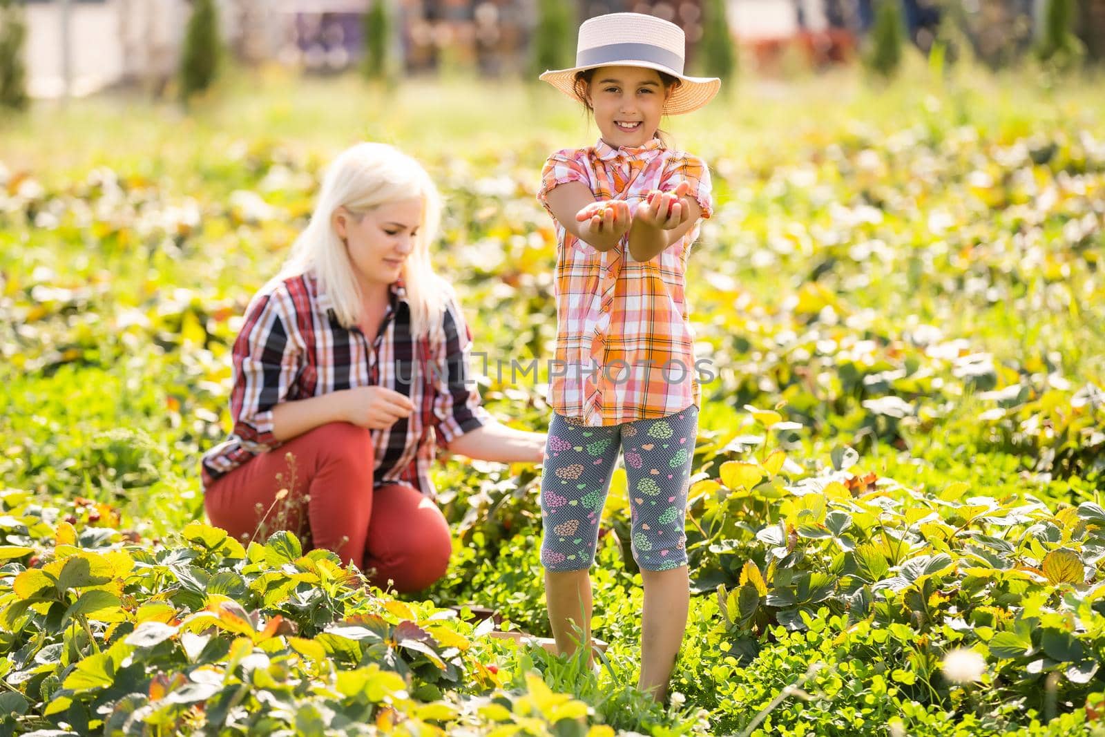 Beautiful young caucasian mother with her daughter pick strawberries in the field