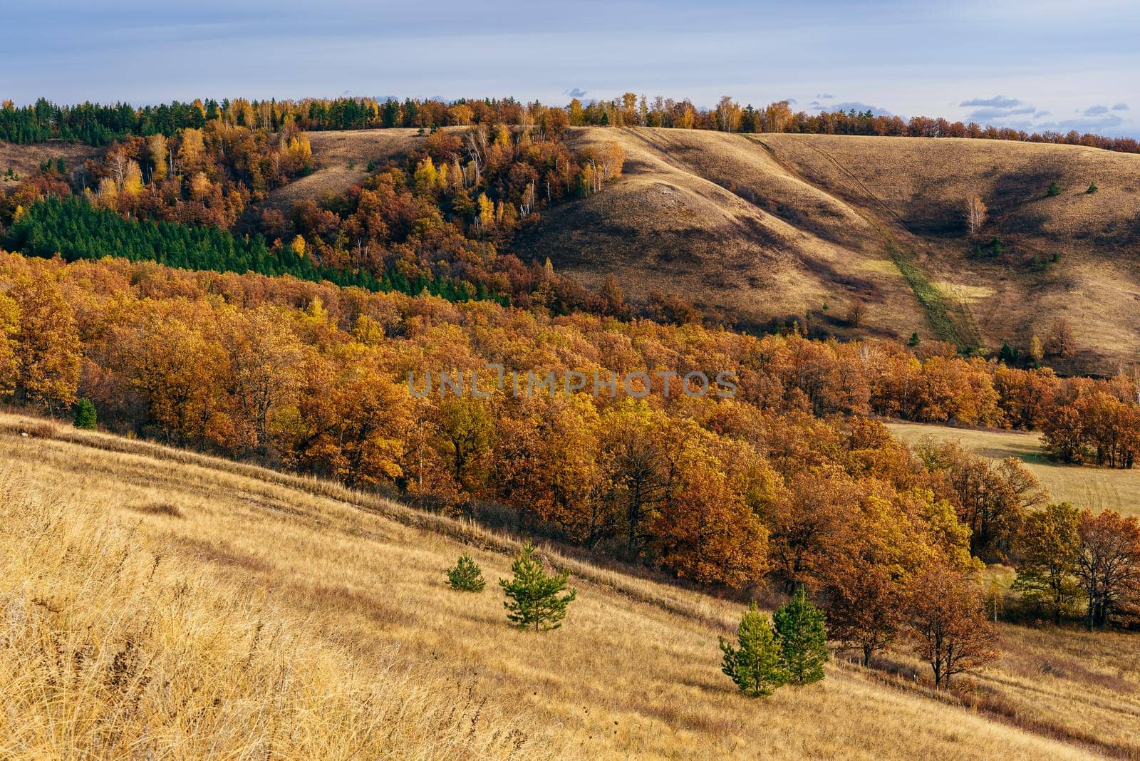 Autumnal forest on the hillside by Seva_blsv