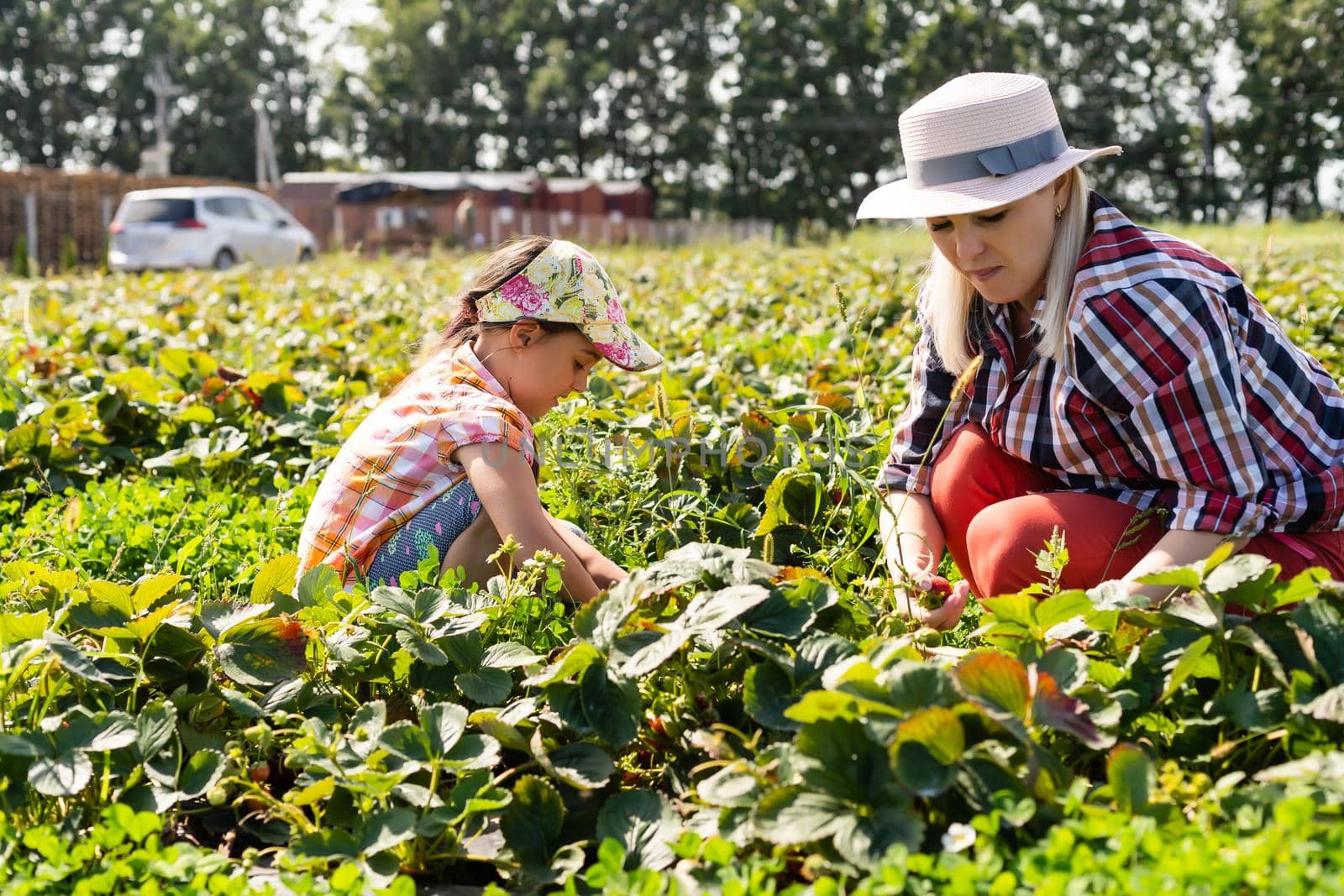 daughter and mother is working in the vegetables garden, harvested strawberries