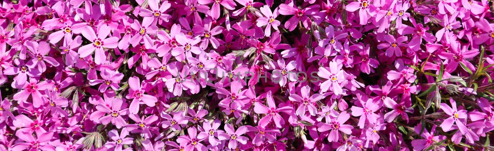 Background of pink flowers (Phlox) in spring by Olayola