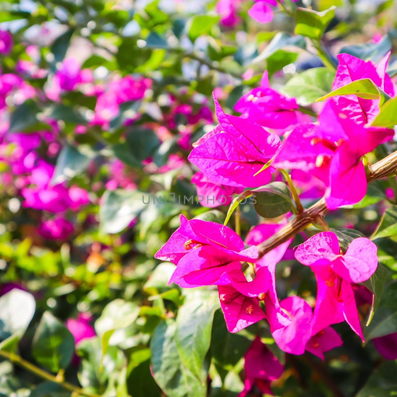 Colorful Begonville flowers in sunny day