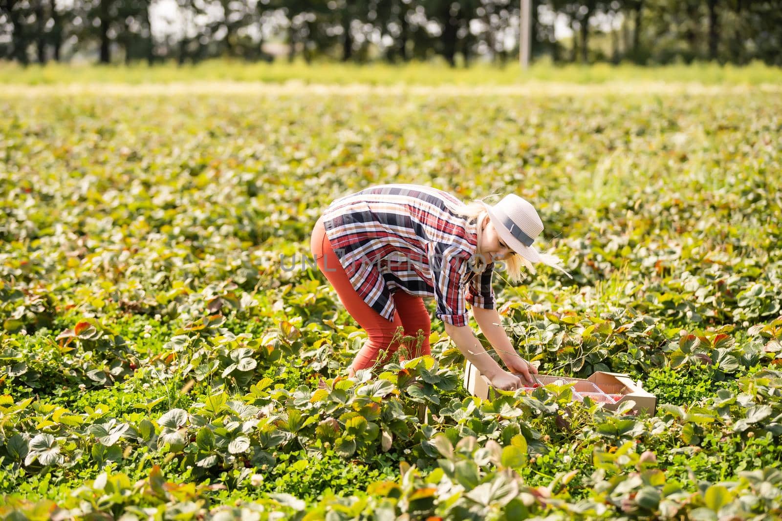 Beautiful woman eating a strawberry while gathering strawberries on a farm