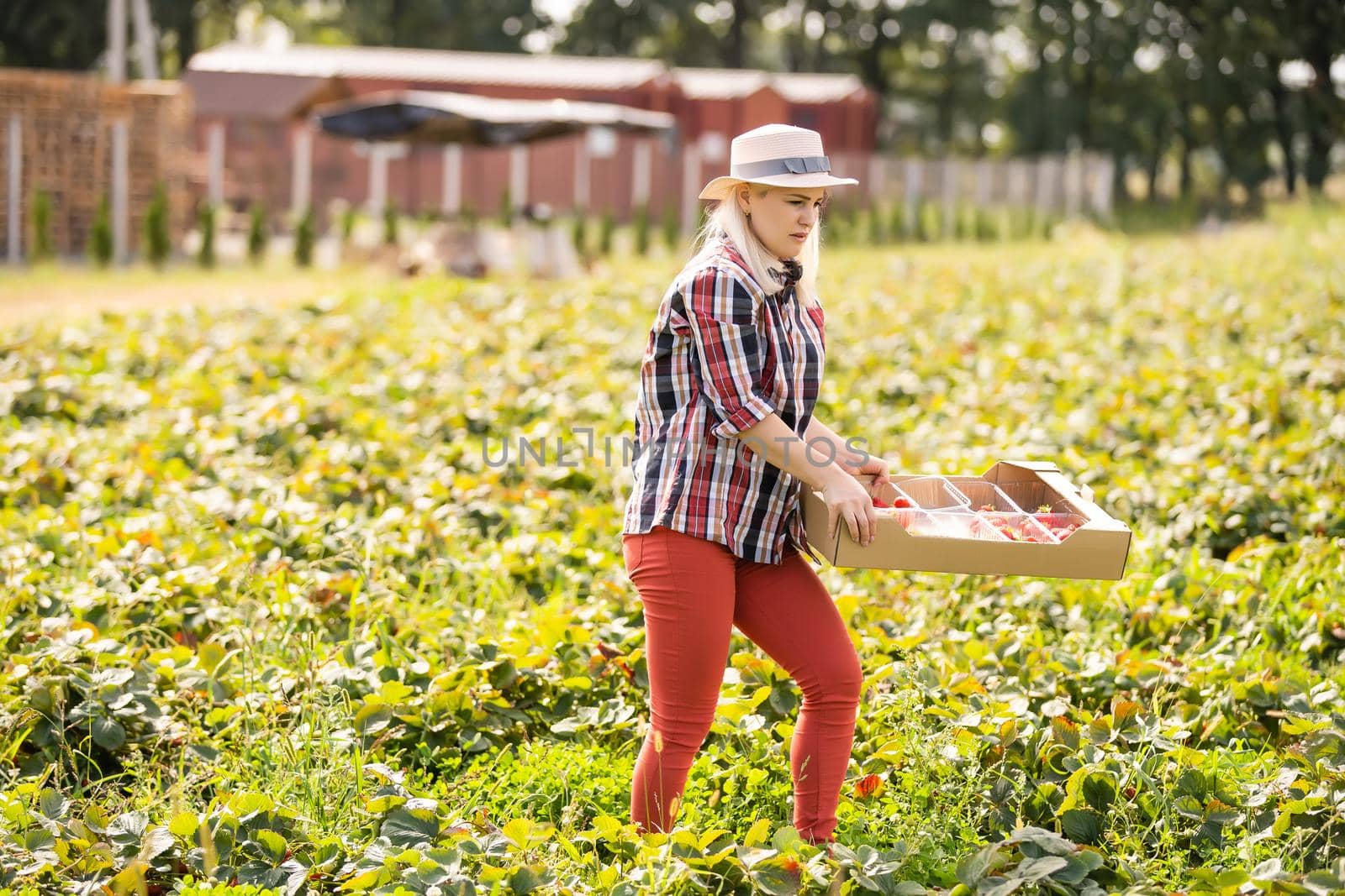 Beautiful woman eating a strawberry while gathering strawberries on a farm