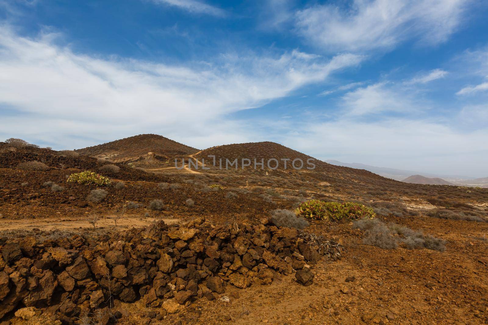 a cactus on the island of tenerife by Andelov13