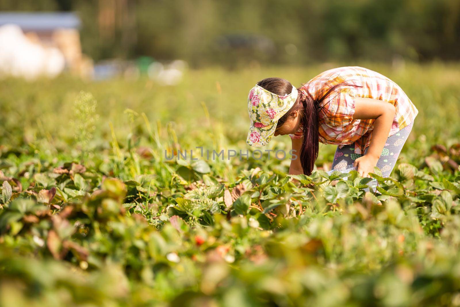 happy young child girl picking and eating strawberries on a plantation