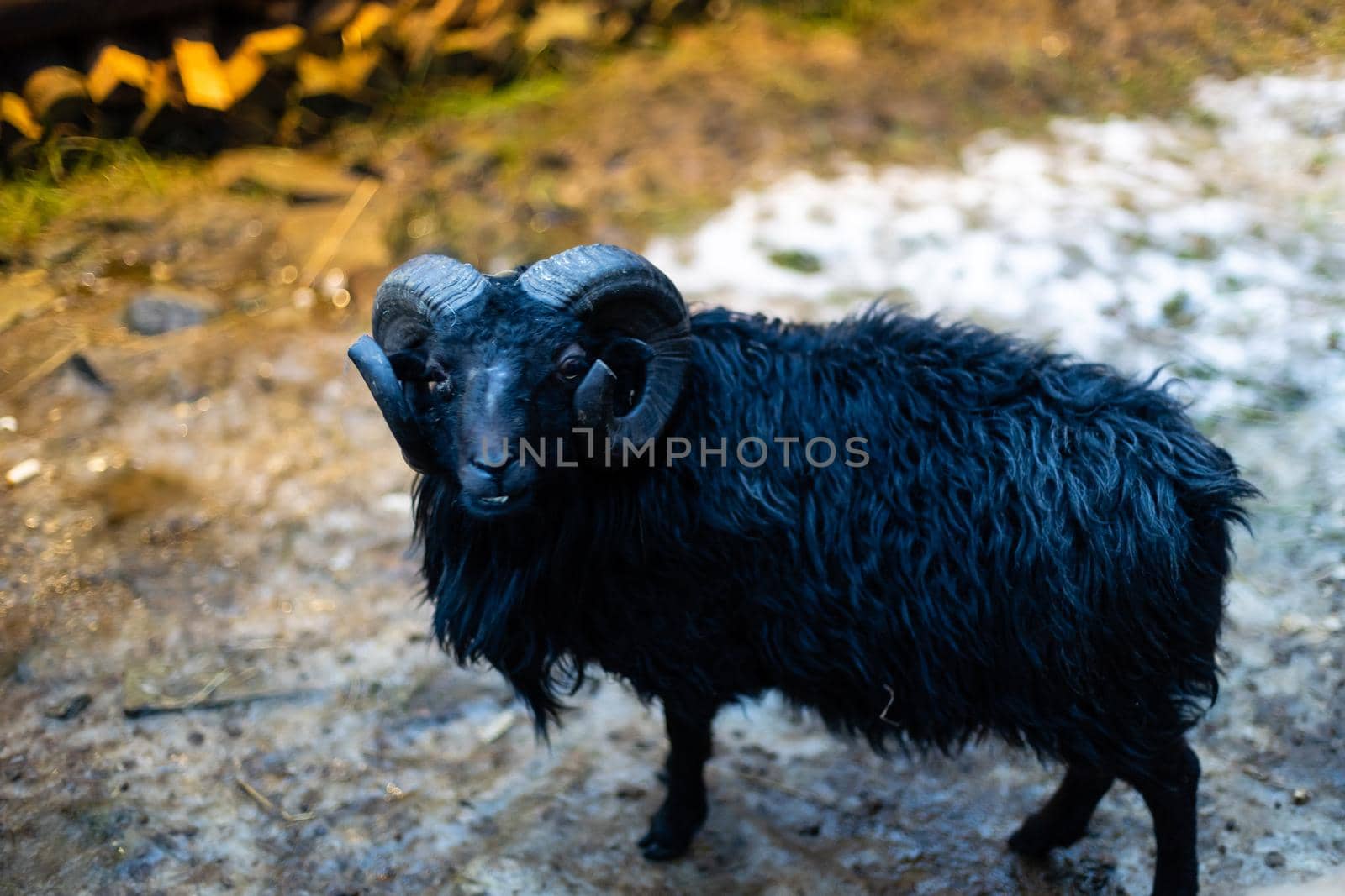 Black sheep. Ouessant ram at farm.