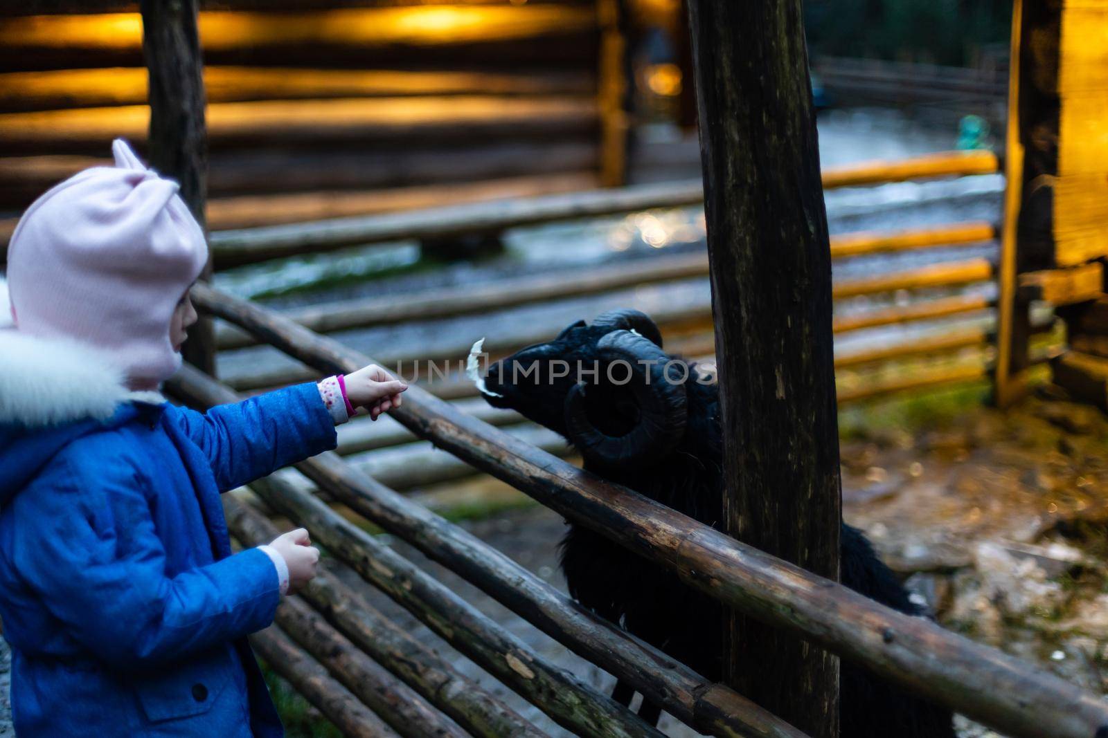 Young girl feeding sheep and a goat in the a farm
