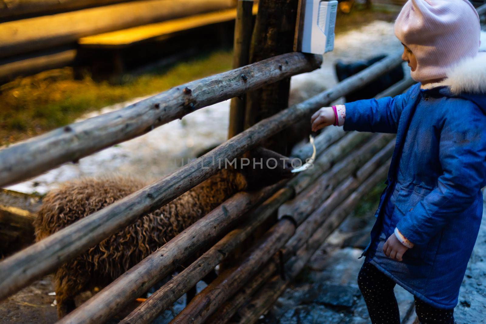 Cute little girl feeding a sheep at farm. Happy girl on family weekend on the country side. Friendship of child and animals