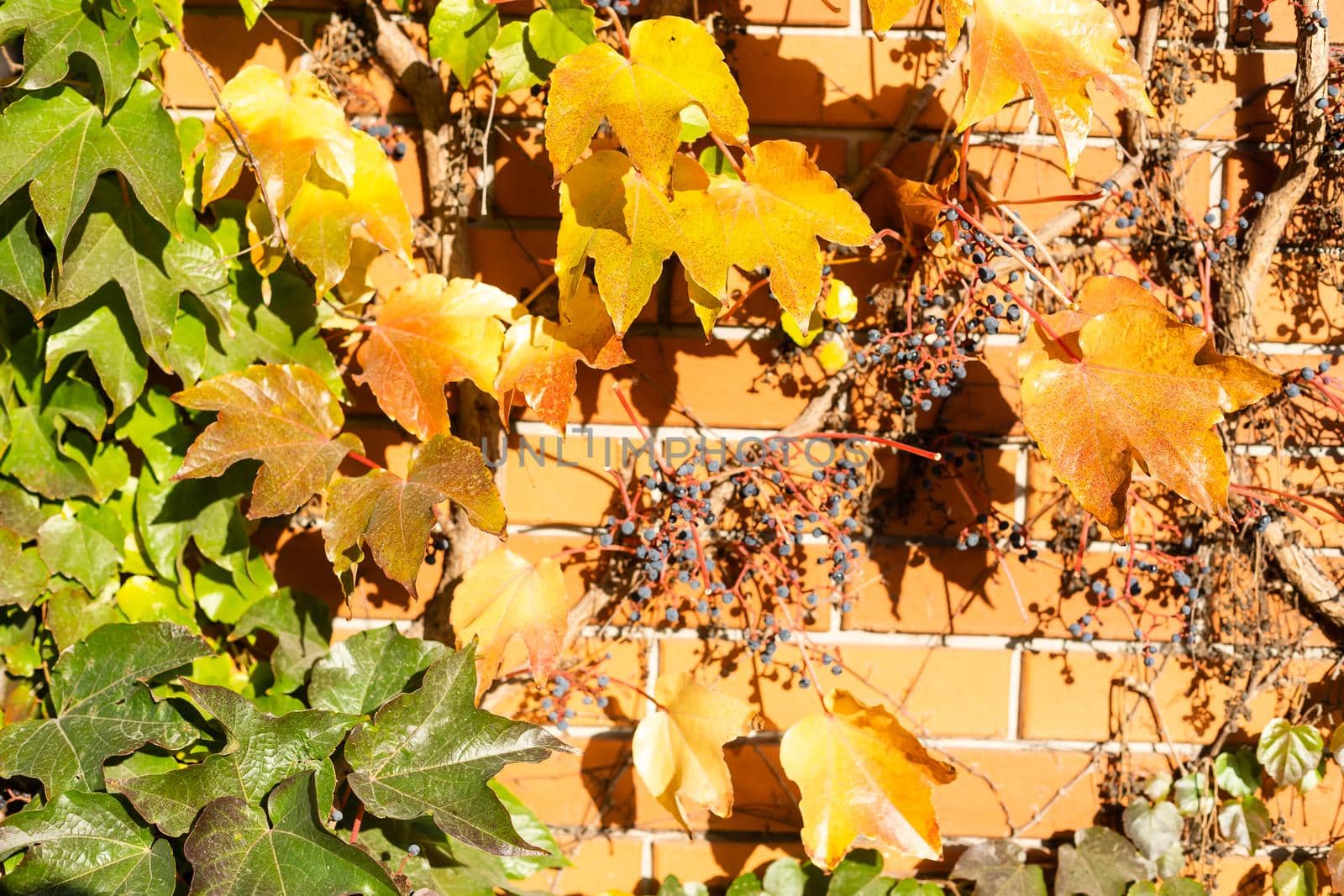 Bright red and orange autumn fall leaves background. Colorful and bright wall with autumn red and orange leaves.