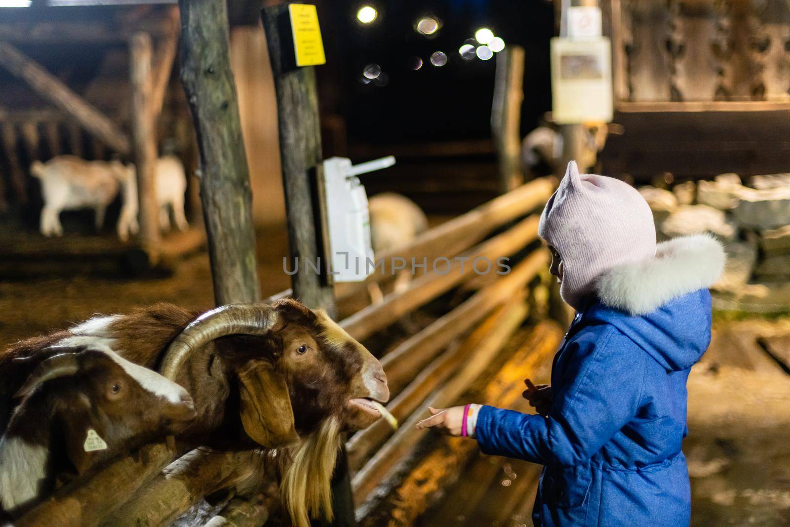 Cute little girl feeding a sheep at farm. Happy girl on family weekend on the country side. Friendship of child and animals. by Andelov13