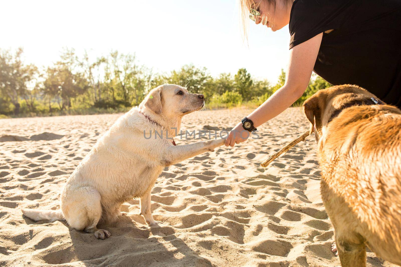 Two labrador friends playing on the beach. Two labradors on the sand with a young woman