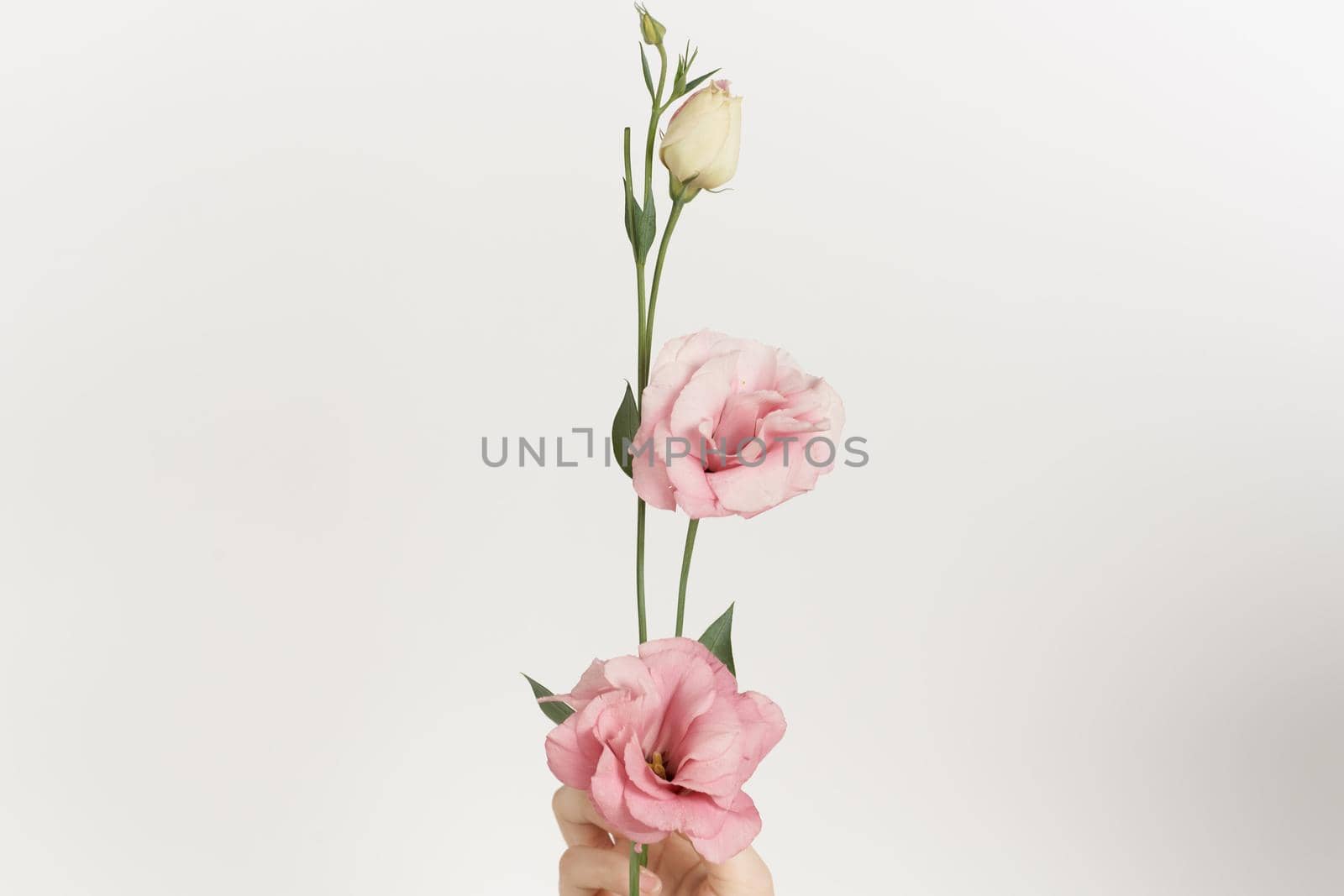 flowers decoration holiday gift bouquet decoration luxury. High quality photo