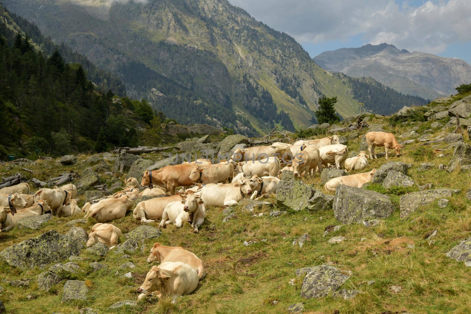 Cows with bells around their necks graze high in the mountains in the Pyrenees, France