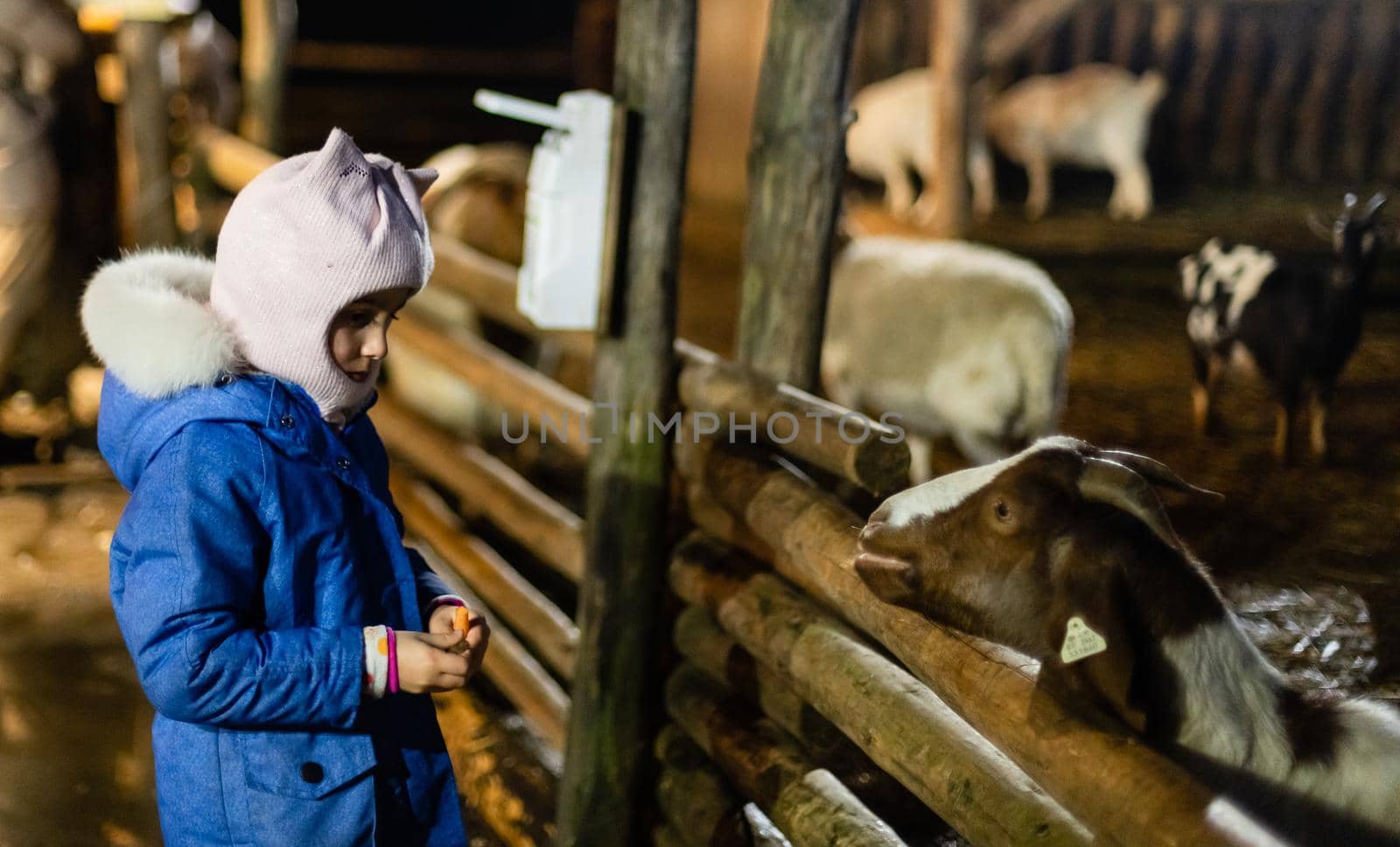 Cute little girl feeding a sheep at farm. Happy girl on family weekend on the country side. Friendship of child and animals. by Andelov13