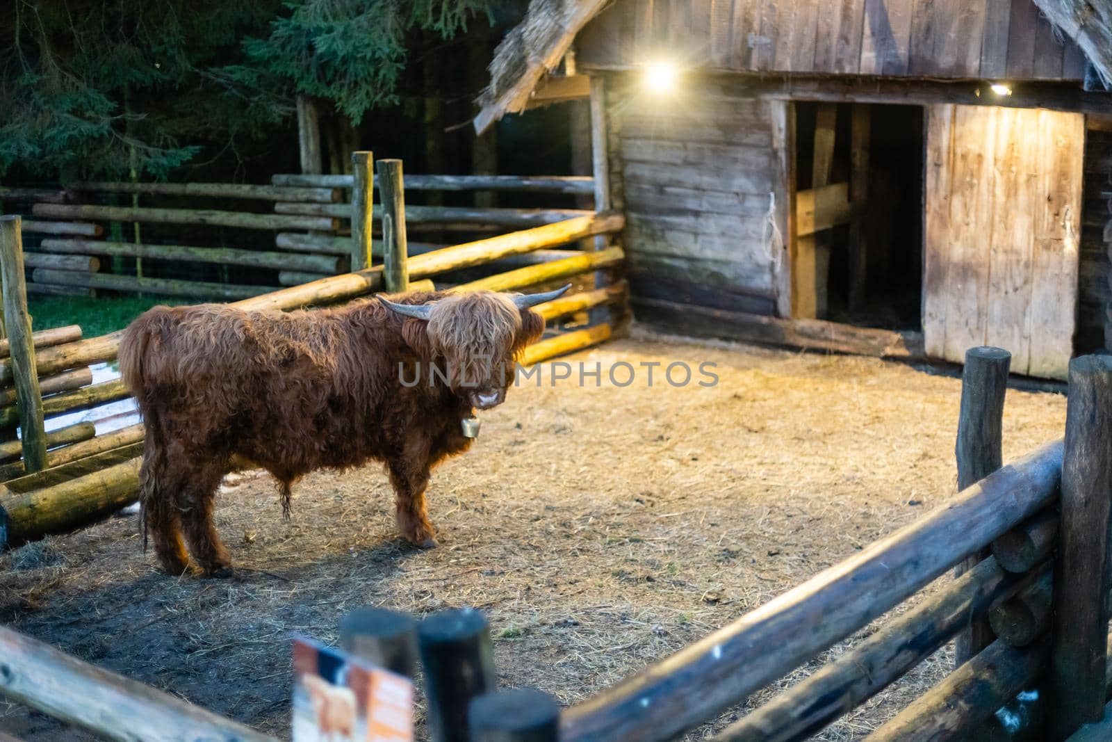 Scottish Highland Cow, on the farm. Close up. Copy space