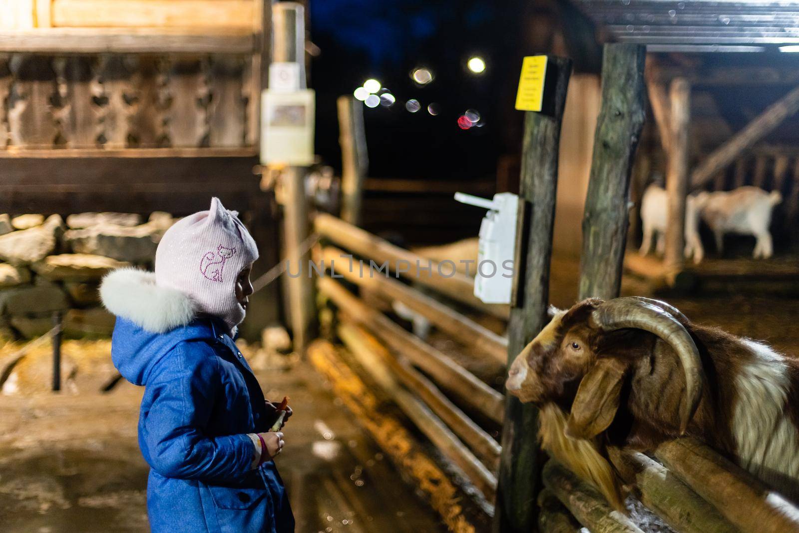 Cute little girl feeding a sheep at farm. Happy girl on family weekend on the country side. Friendship of child and animals. by Andelov13