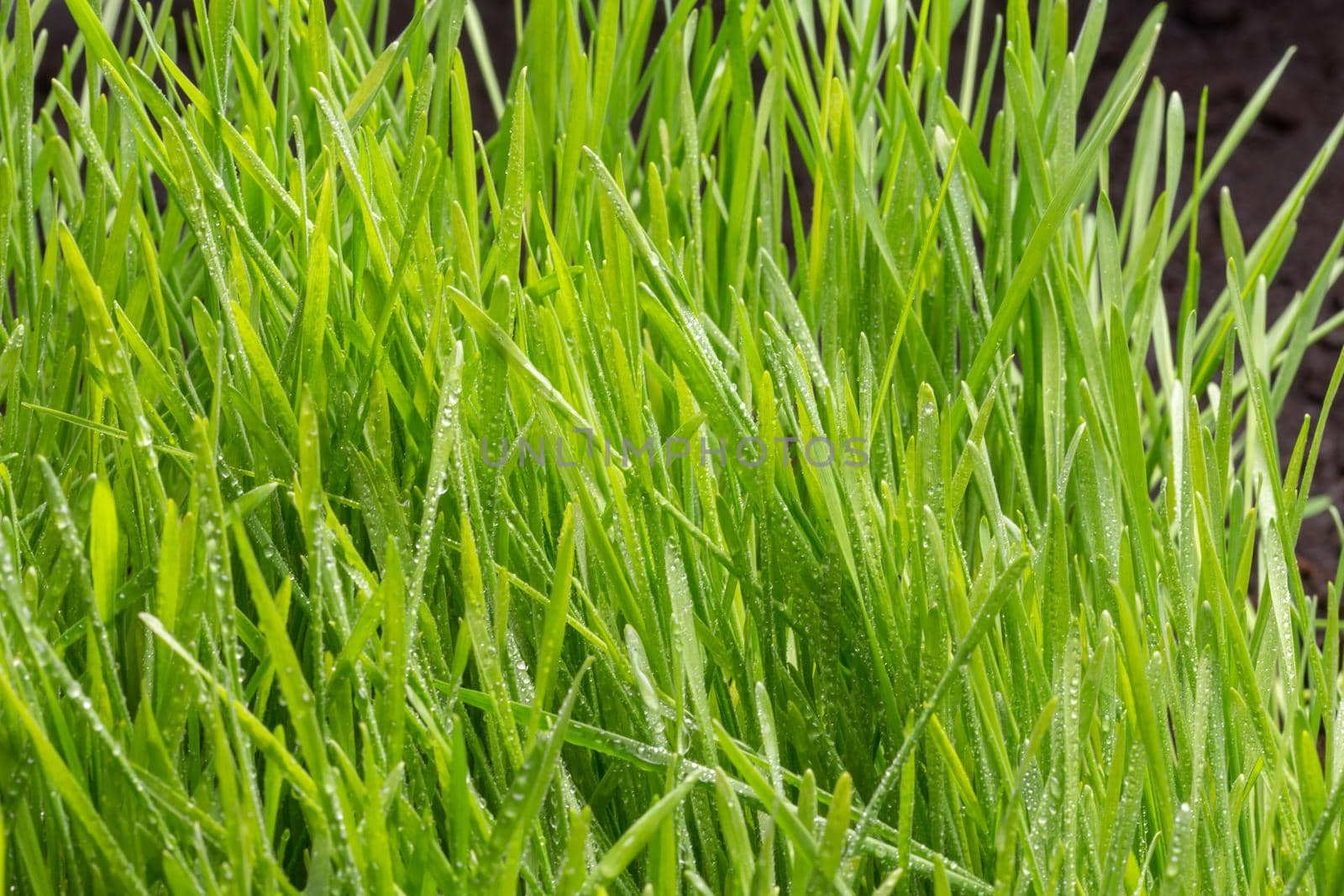 Fresh green grass with water drops. Nature Background.