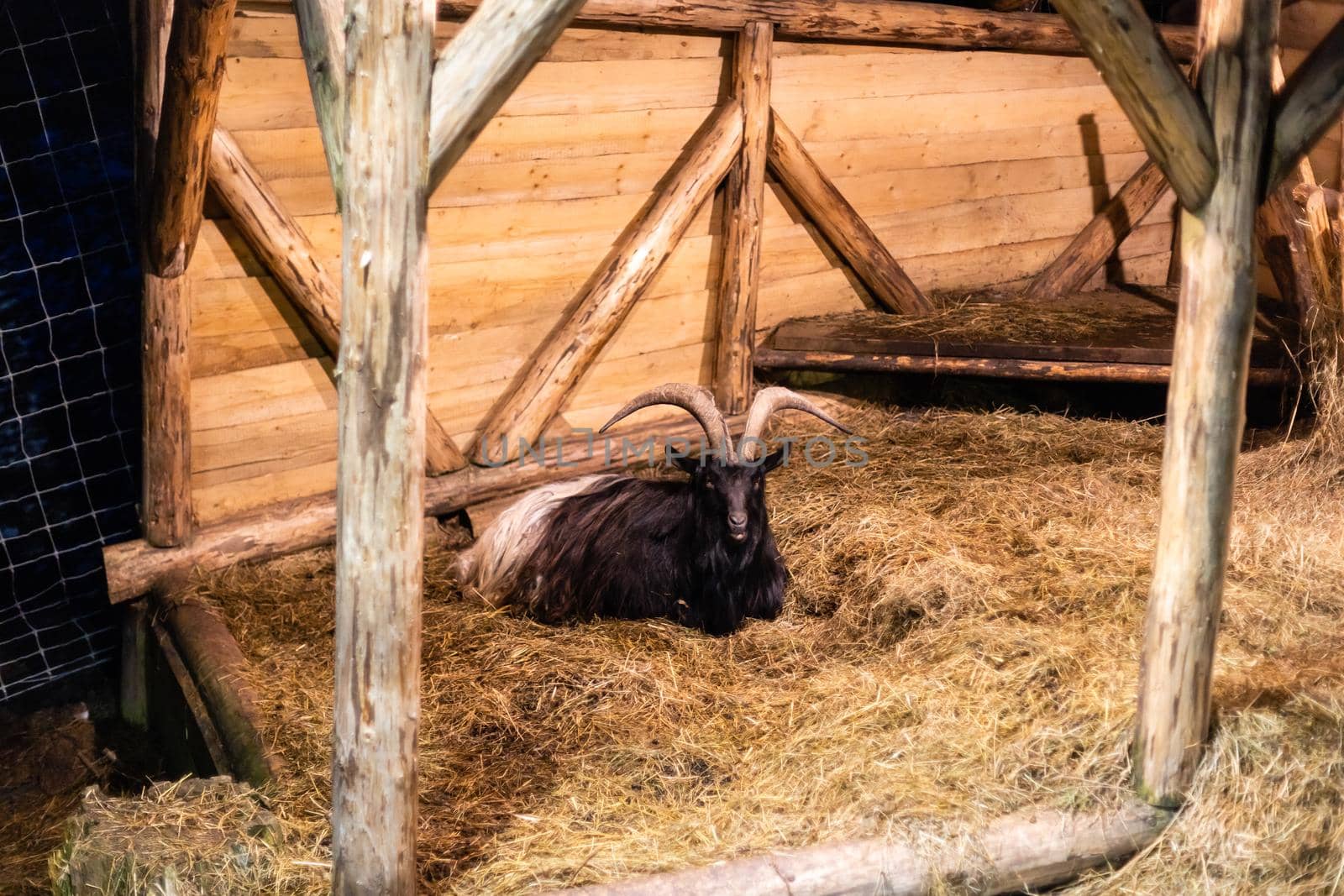 Portrait of a black goat on old country house