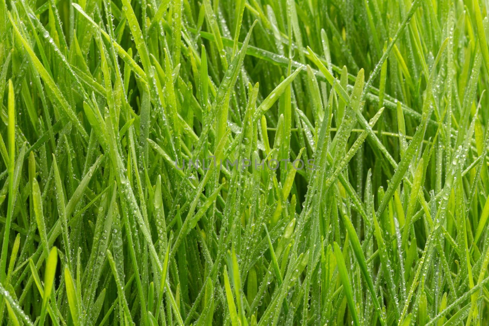 Fresh green grass with water drops. Nature Background.