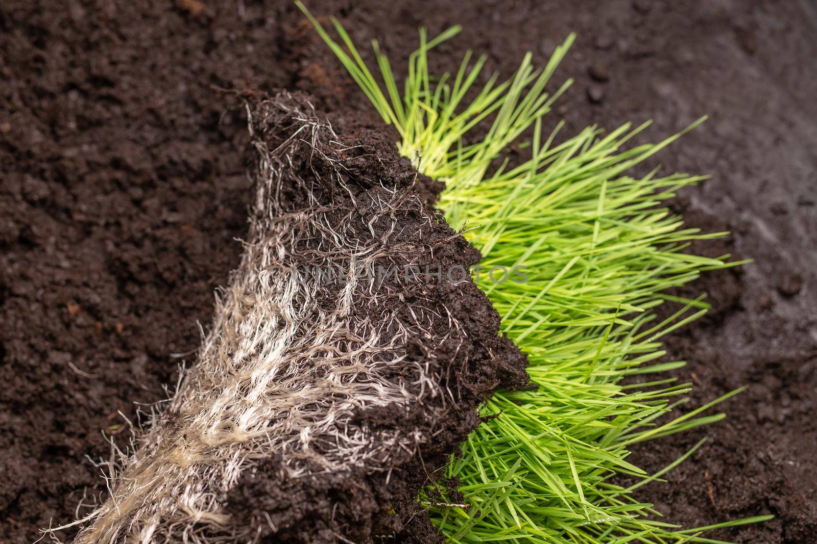 Close-up of intertwined rhizome in a ground of green grass vitgrass. Concept of fertilizer and healthy food supplements for people and animals