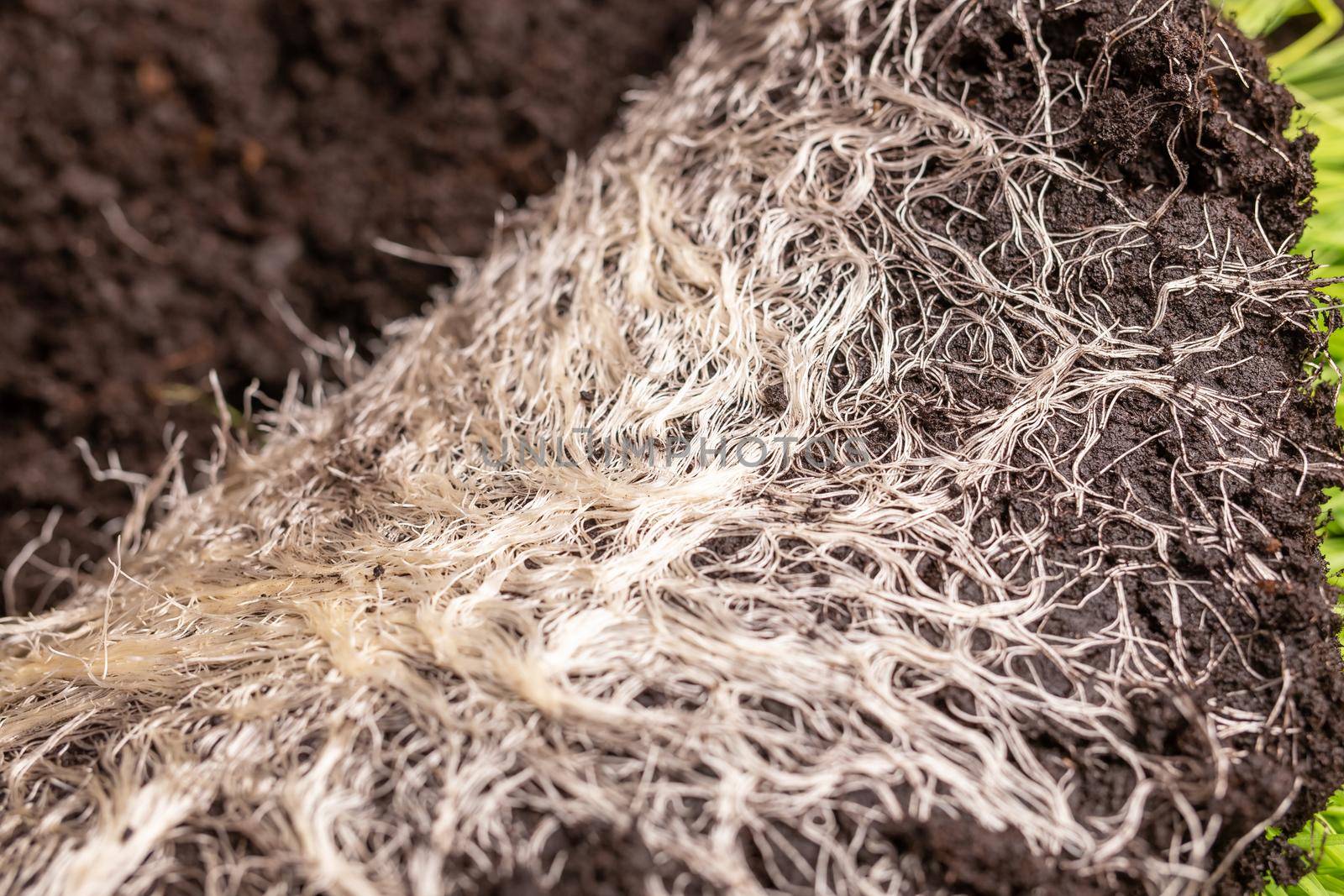 Close-up of intertwined rhizome in a ground of green grass vitgrass. Concept of fertilizer and healthy food supplements for people and animals. by Satura86