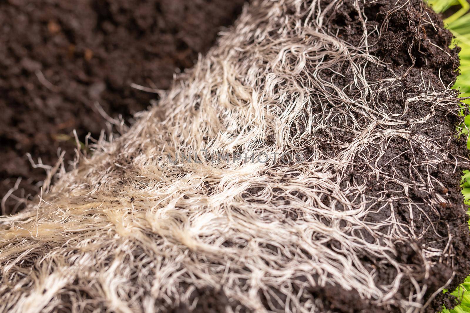 Close-up of intertwined rhizome in a ground of green grass vitgrass. Concept of fertilizer and healthy food supplements for people and animals