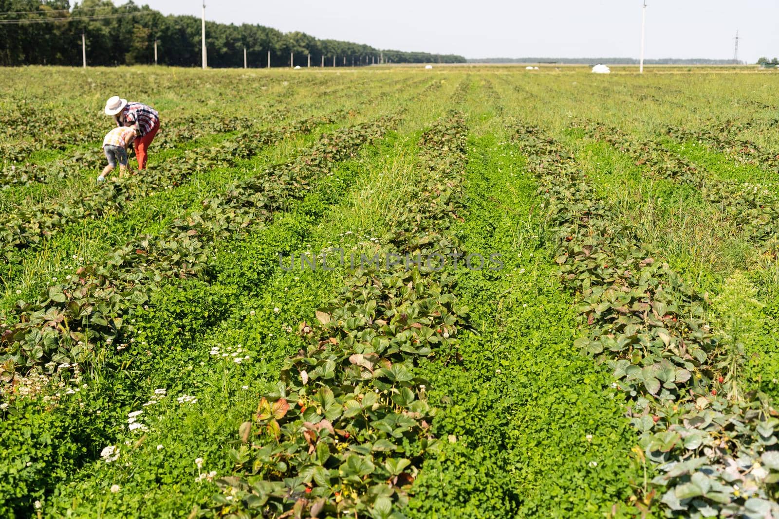 strawberries in rows in the field by Andelov13