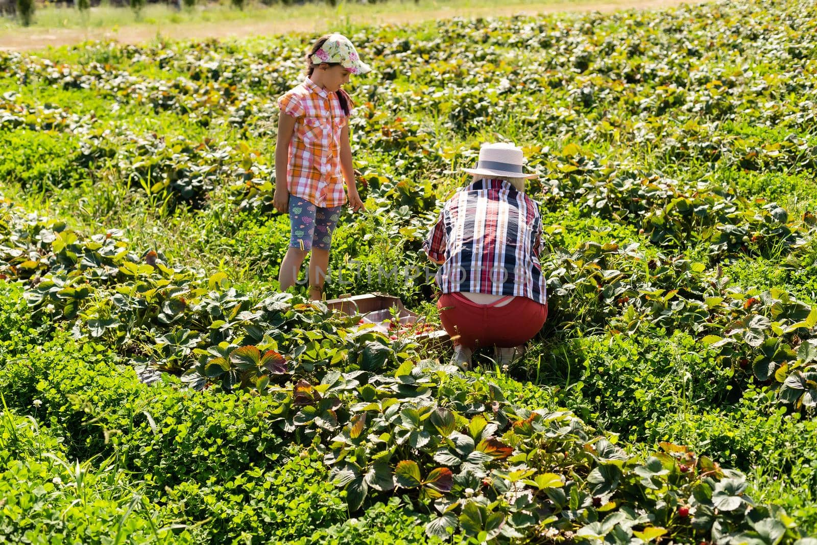 daughter and mother is working in the vegetables garden, harvested strawberries by Andelov13