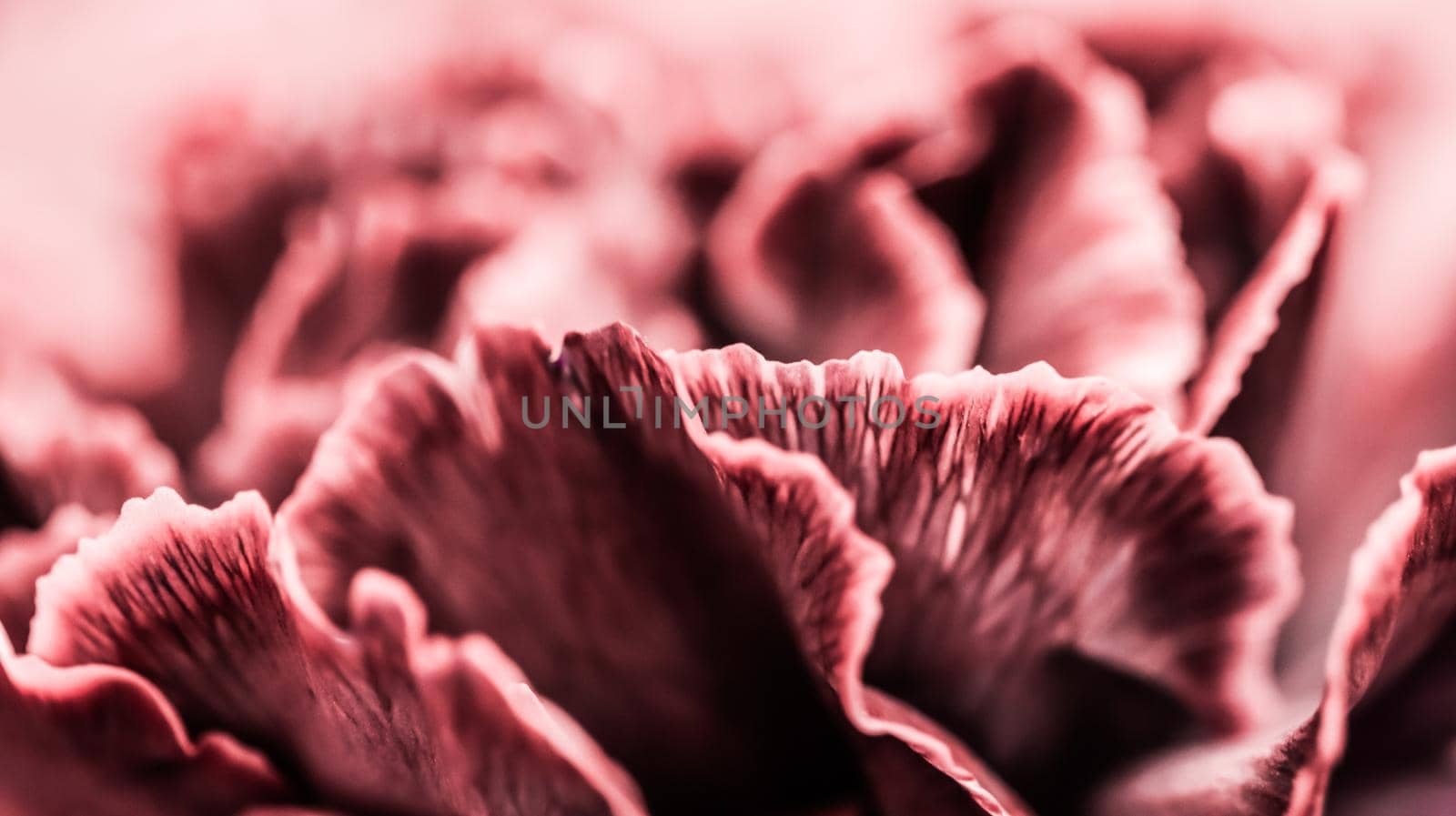 Retro art, vintage card and botanical concept - Abstract floral background, pink carnation flower. Macro flowers backdrop for holiday brand design