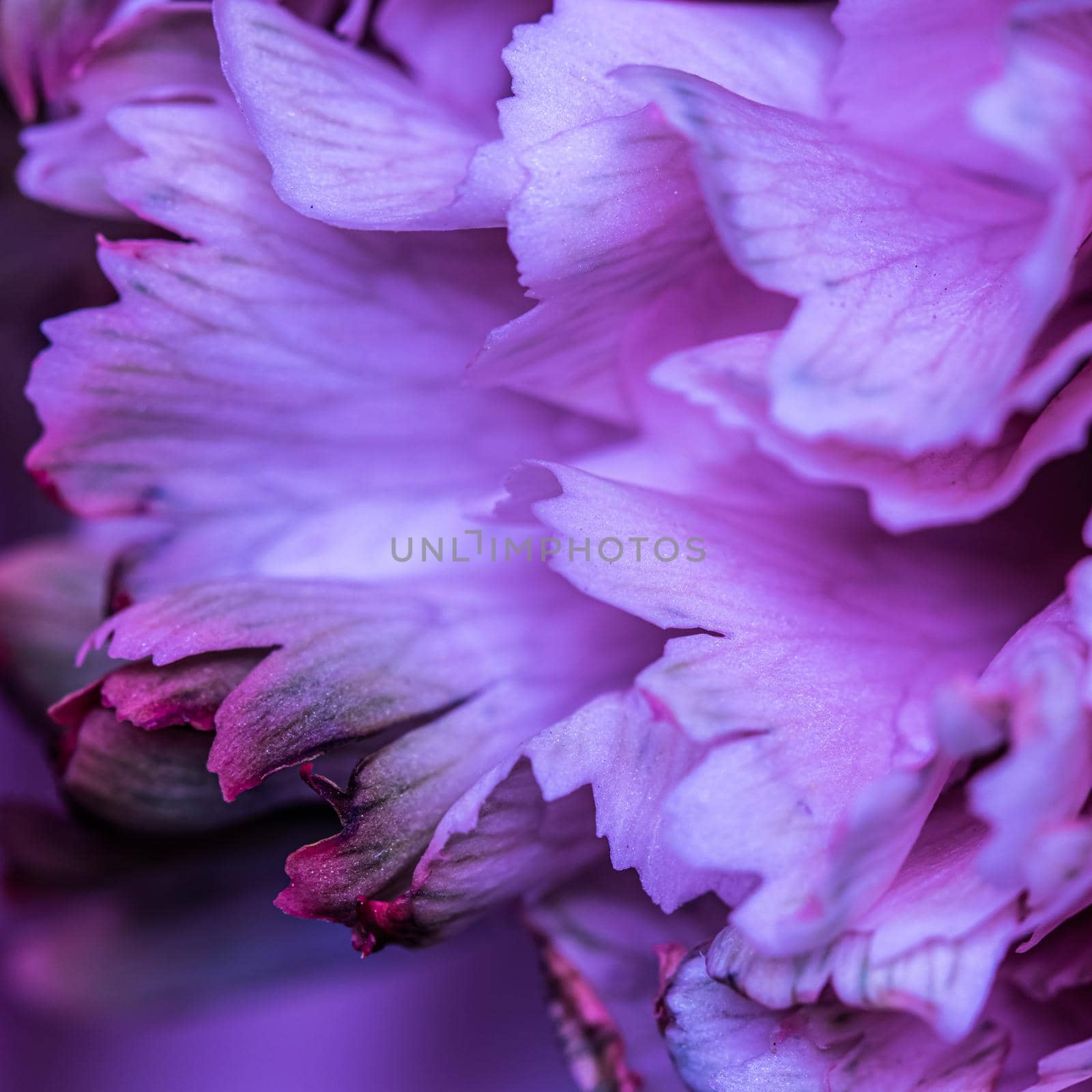 Abstract floral background, purple carnation flower petals. Macro flowers backdrop for holiday brand design by Olayola