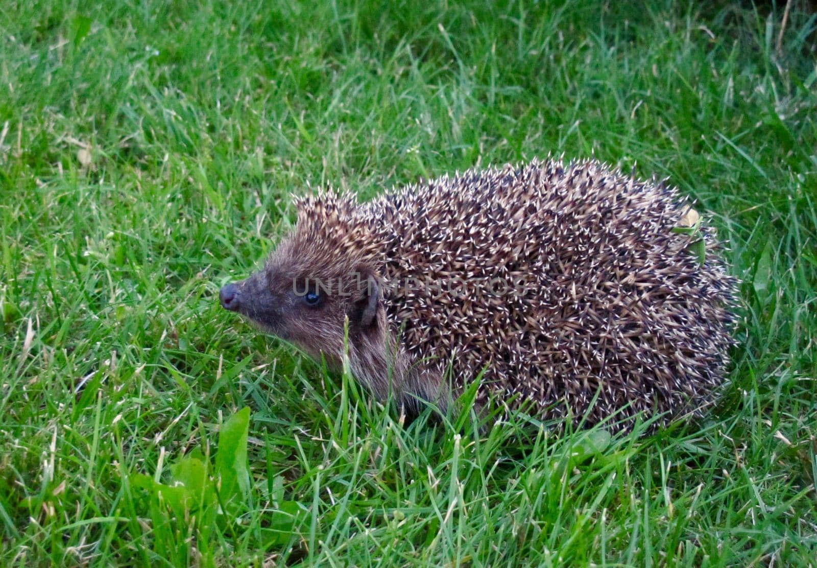 Hedgehog on green grass in autumn